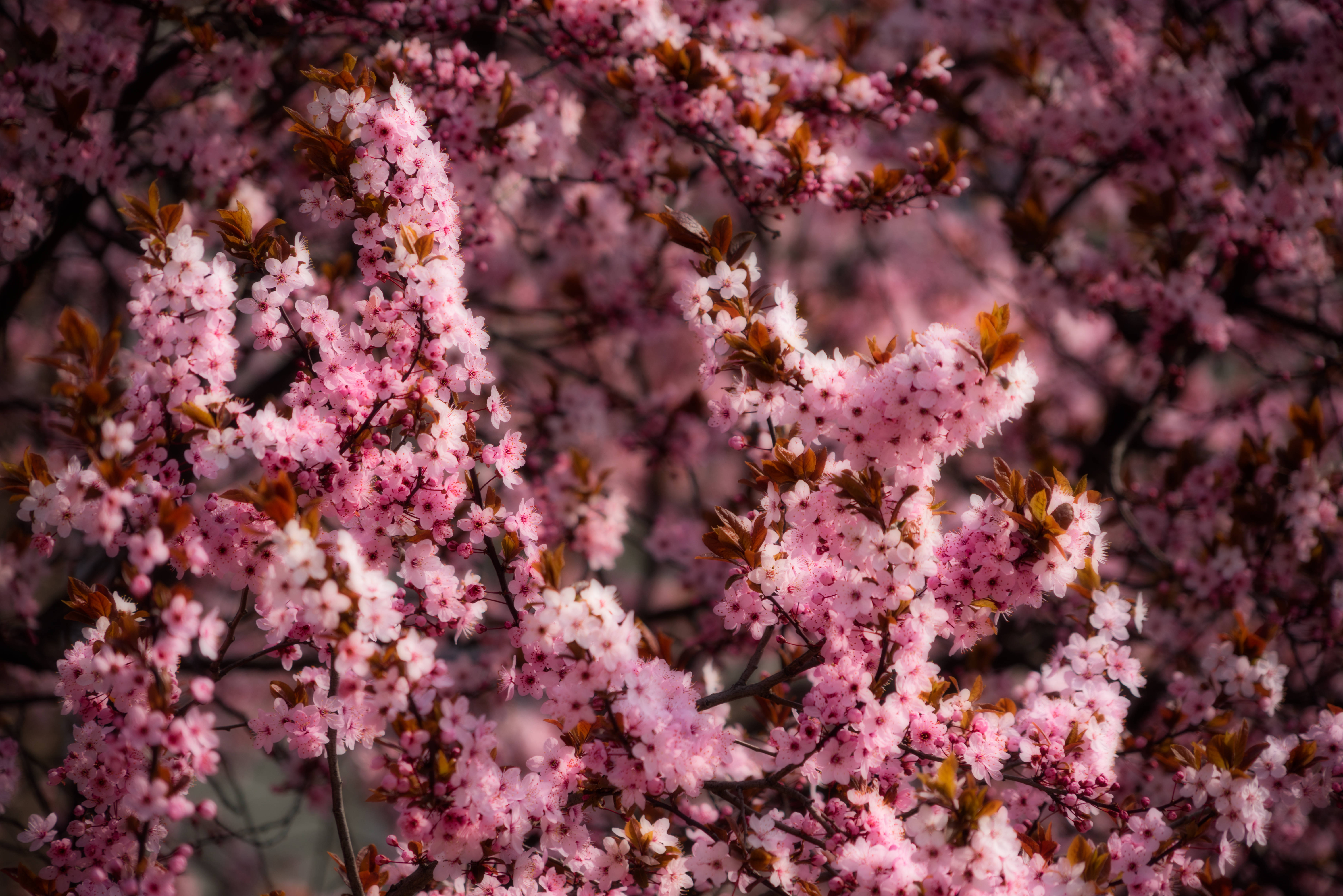 Lyserød kirsebærblomst forår Wallpapers