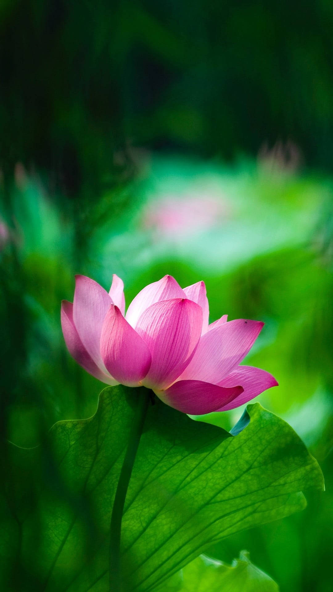 Lyserød lotusblomst mobil Wallpapers