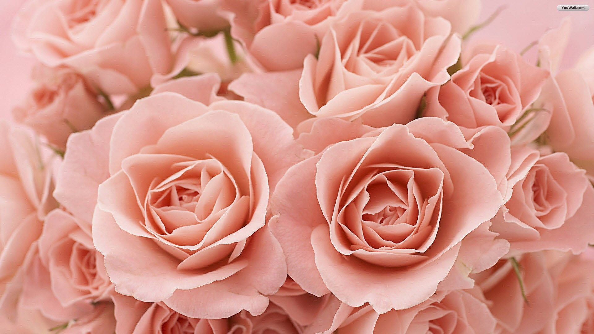 Lyserød rose æstetik Wallpapers