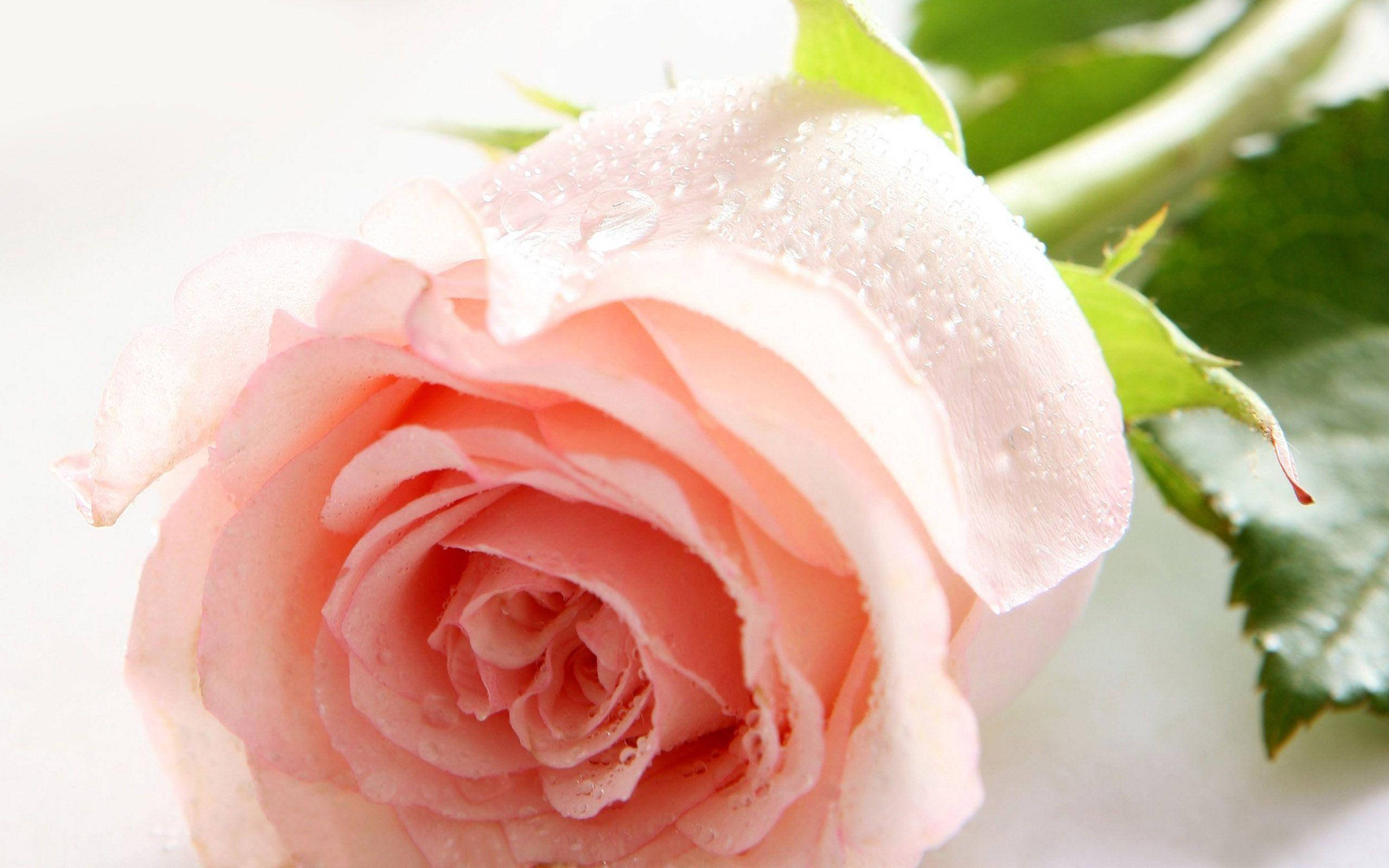 Lyserød roseblomst Wallpapers