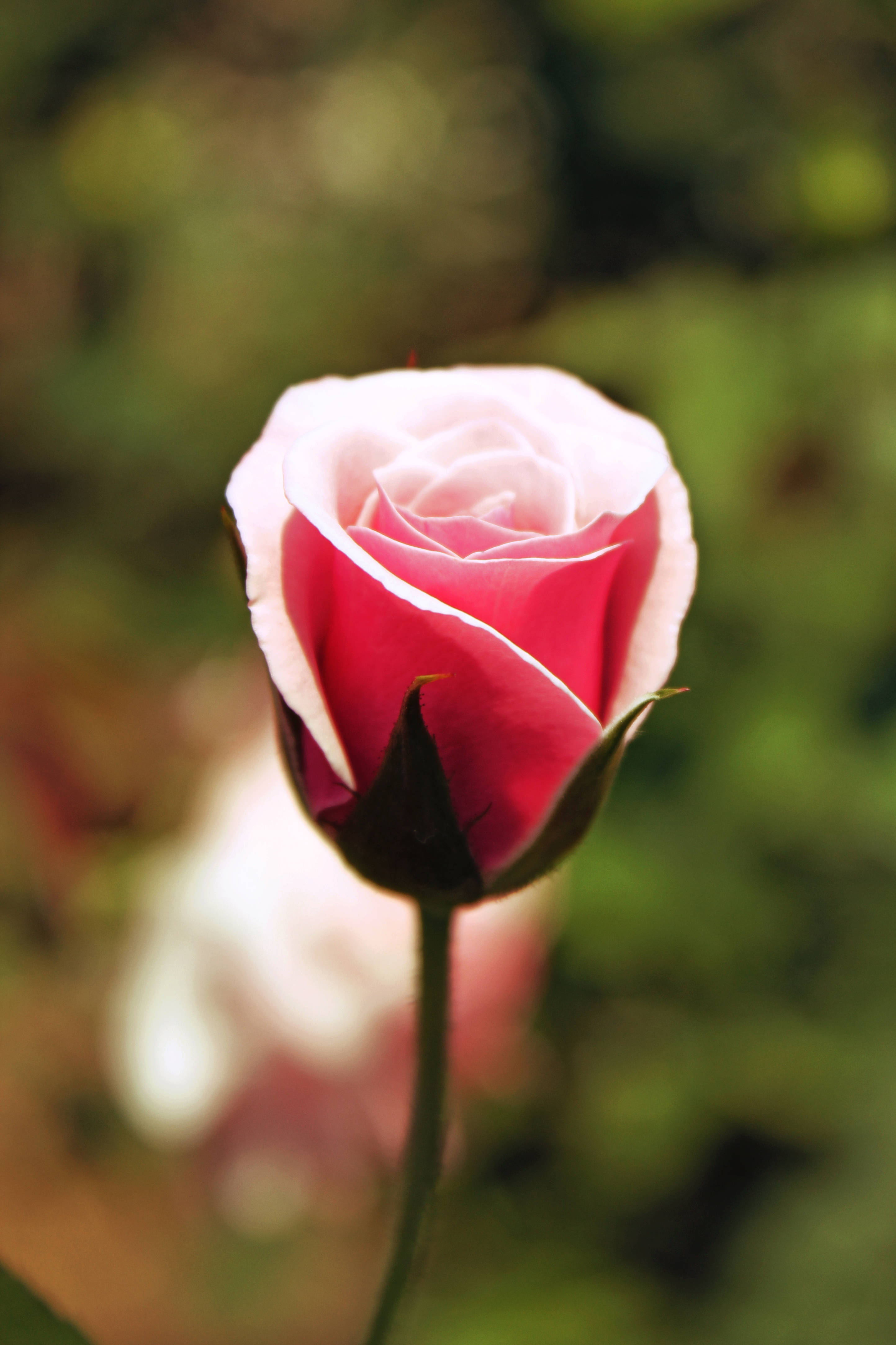 Lyserød roseblomst Wallpapers