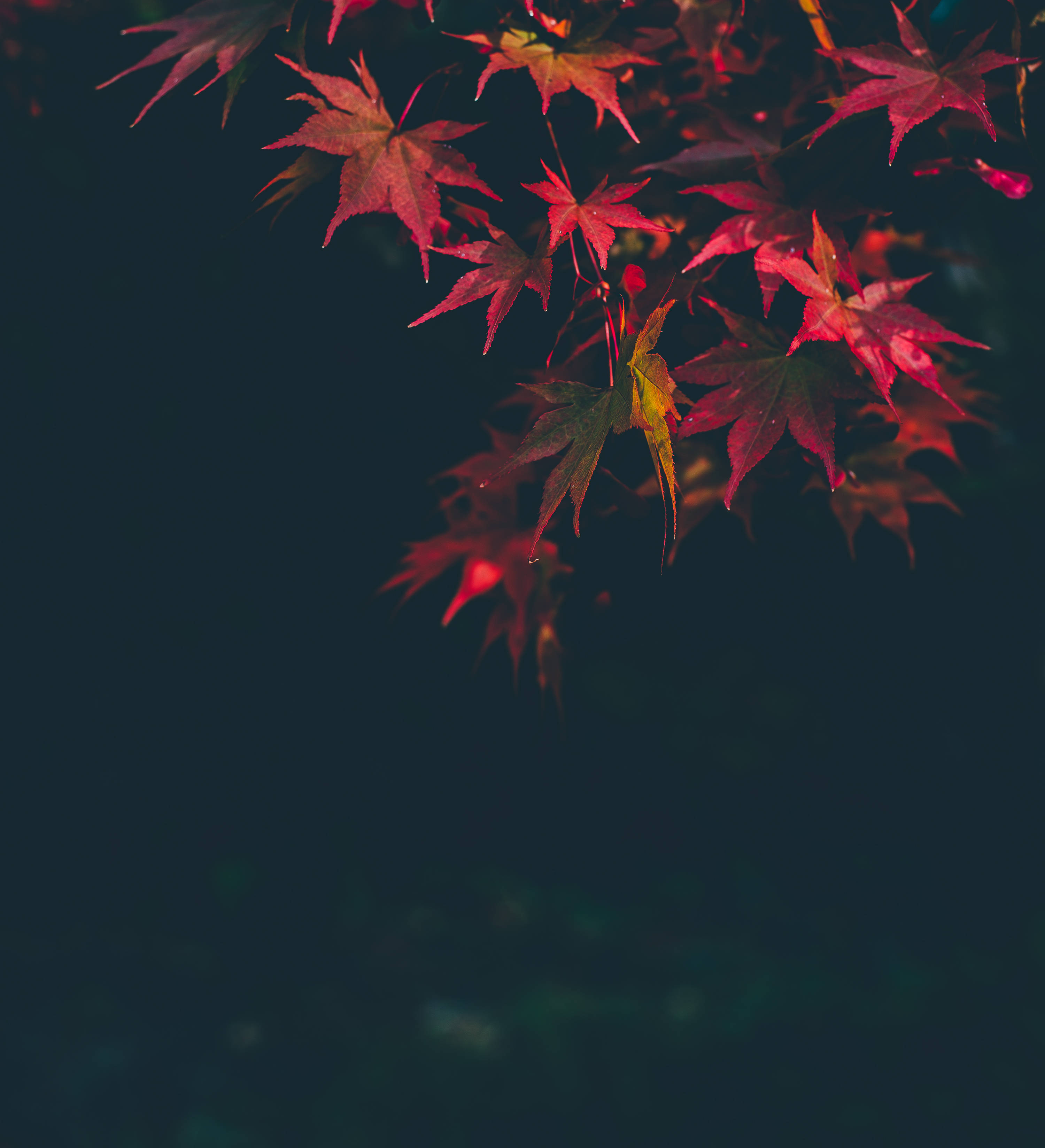 Pink Efterårs Ahornblade Wallpapers