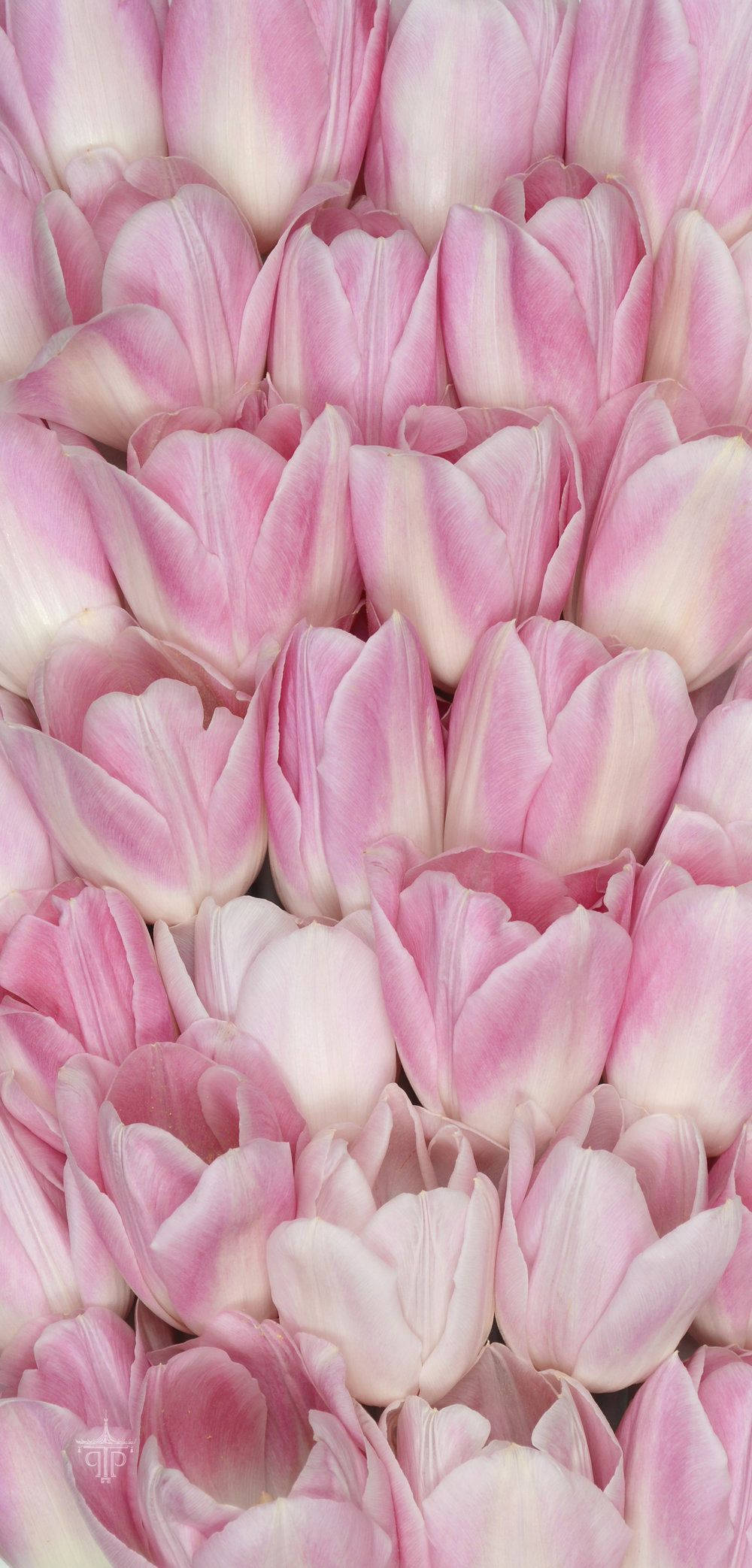 Lyserøde Tulipaner Blomster iPhone Wallpapers