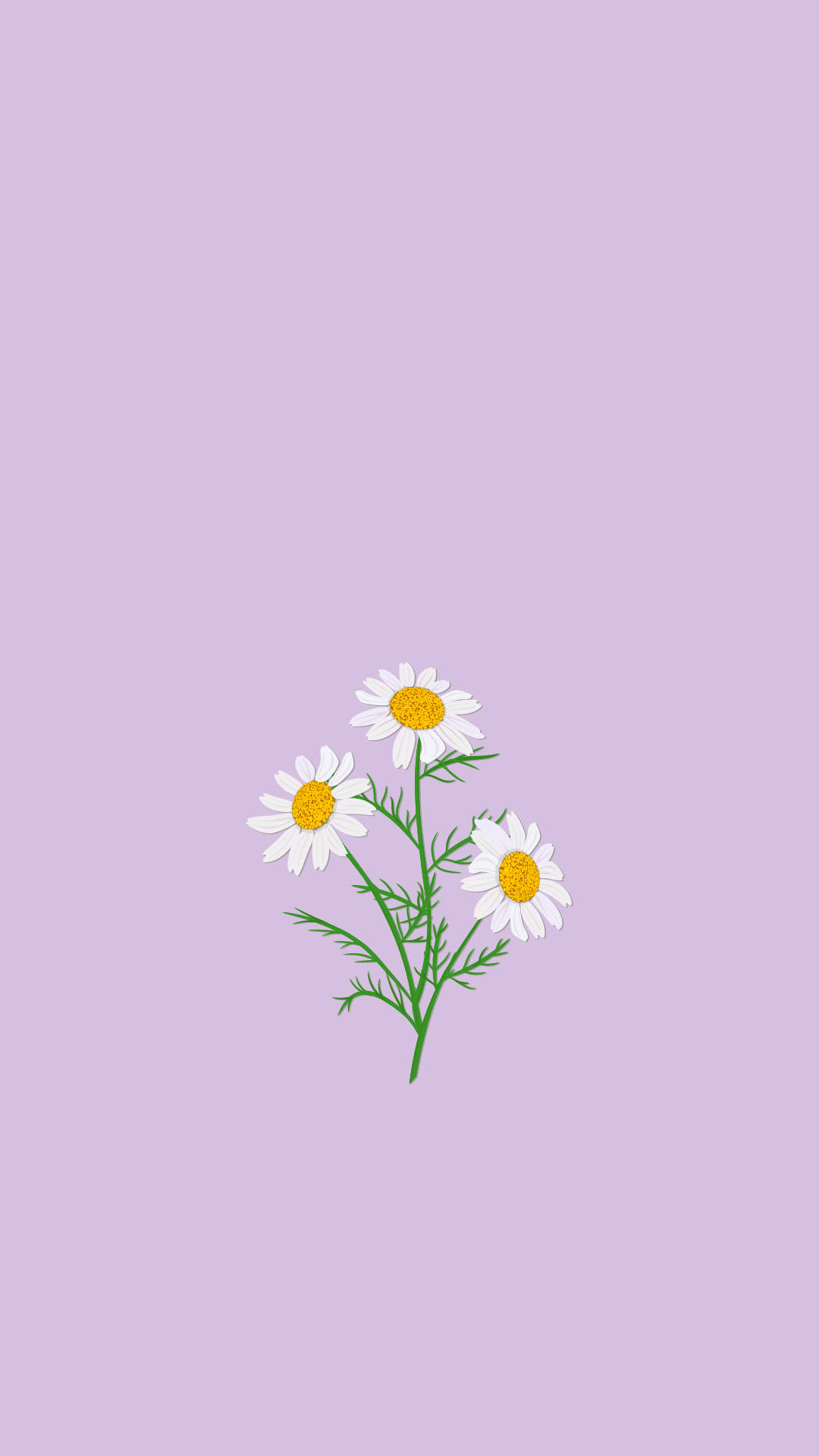 Lyslilla æstetiske kamilleblomster Wallpapers