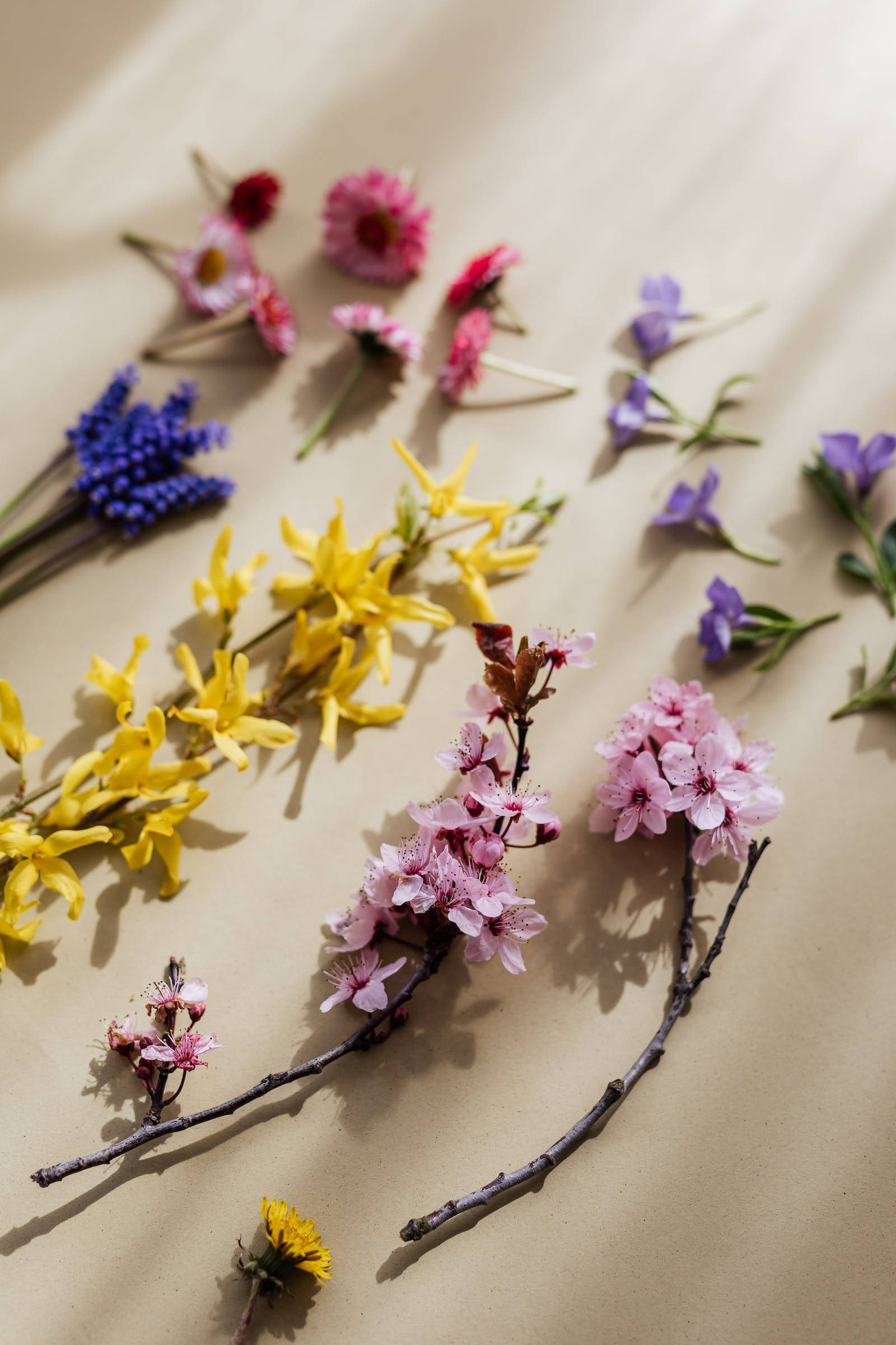 Lyslilla æstetiske blomster Wallpapers