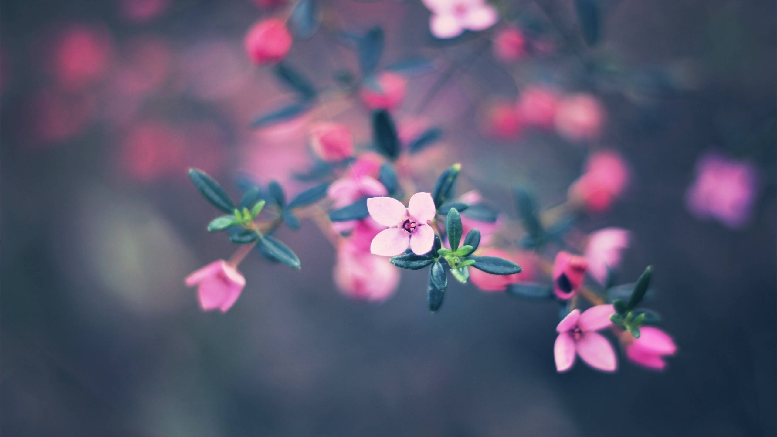 MacBook Air Små Blomster Wallpapers