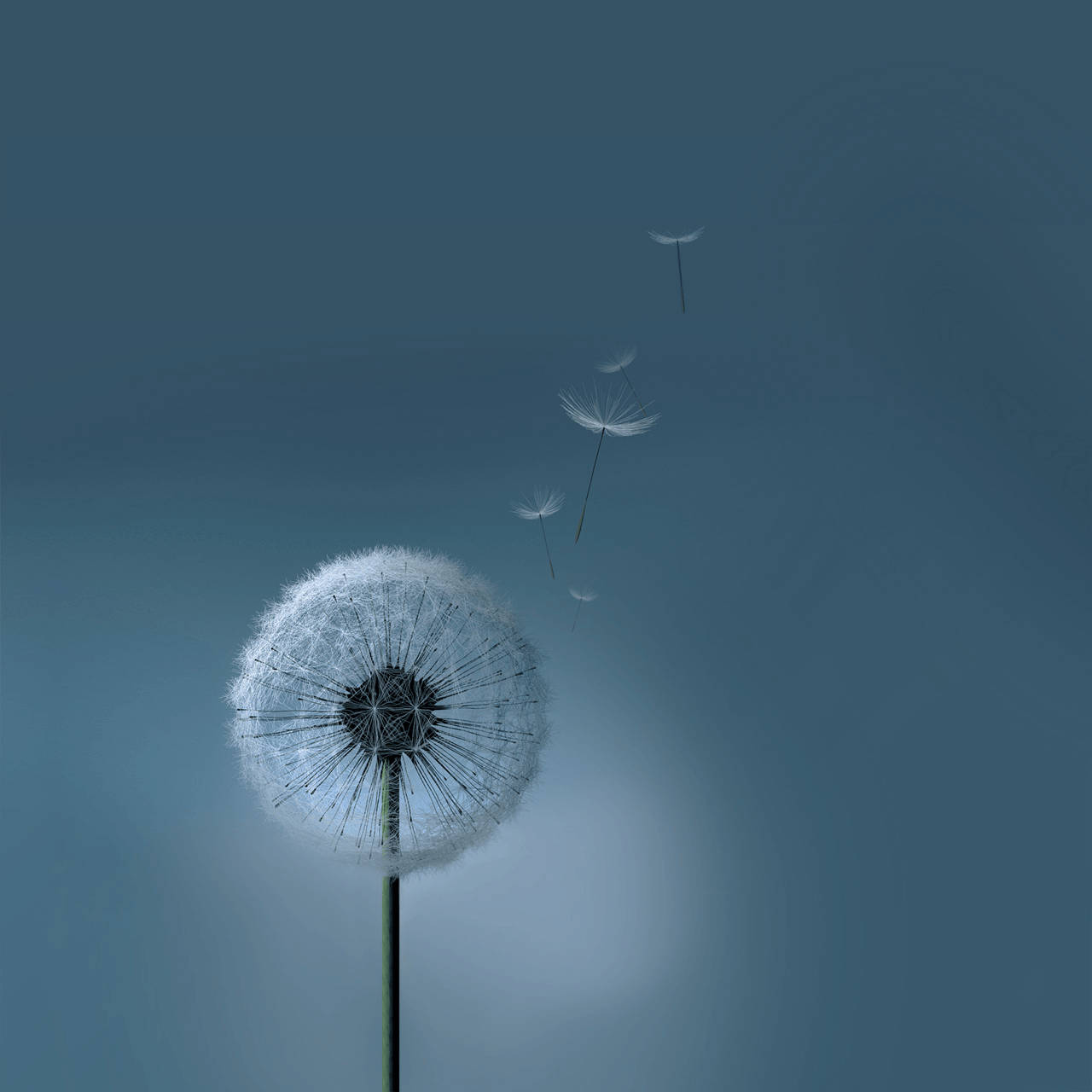 Mælkebøtte Samsung Galaxy Tablet Wallpapers