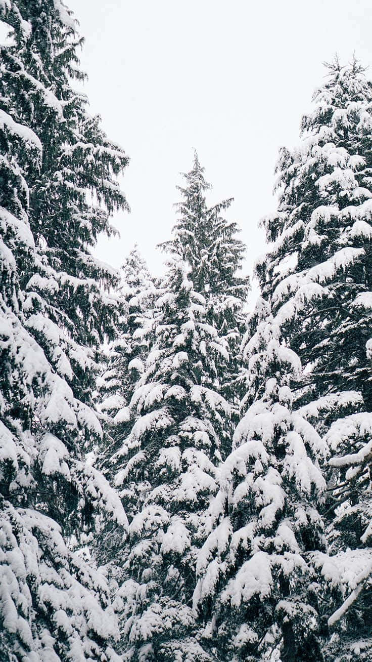 Magisk jule iPhone i sne Wallpapers
