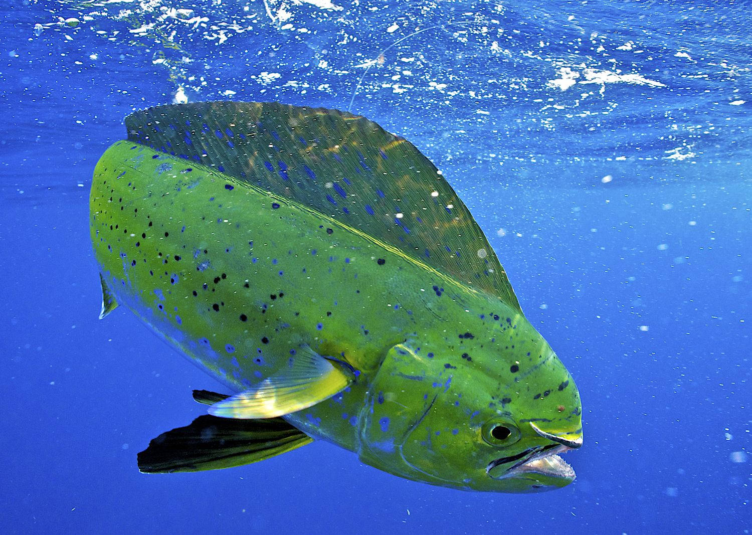 Mahi-Mahi Fisk Rører Vandoverfladen Wallpapers