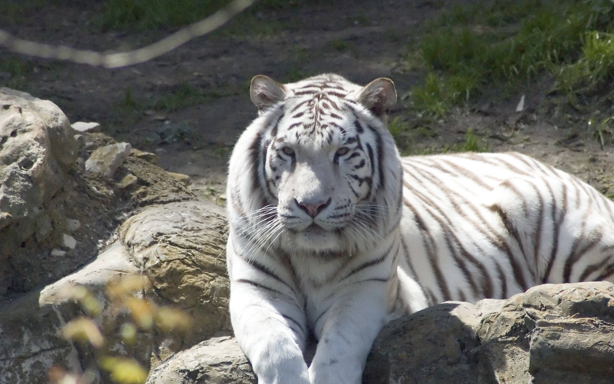 Majestætisk albinotiger siddende på en klippe Wallpapers
