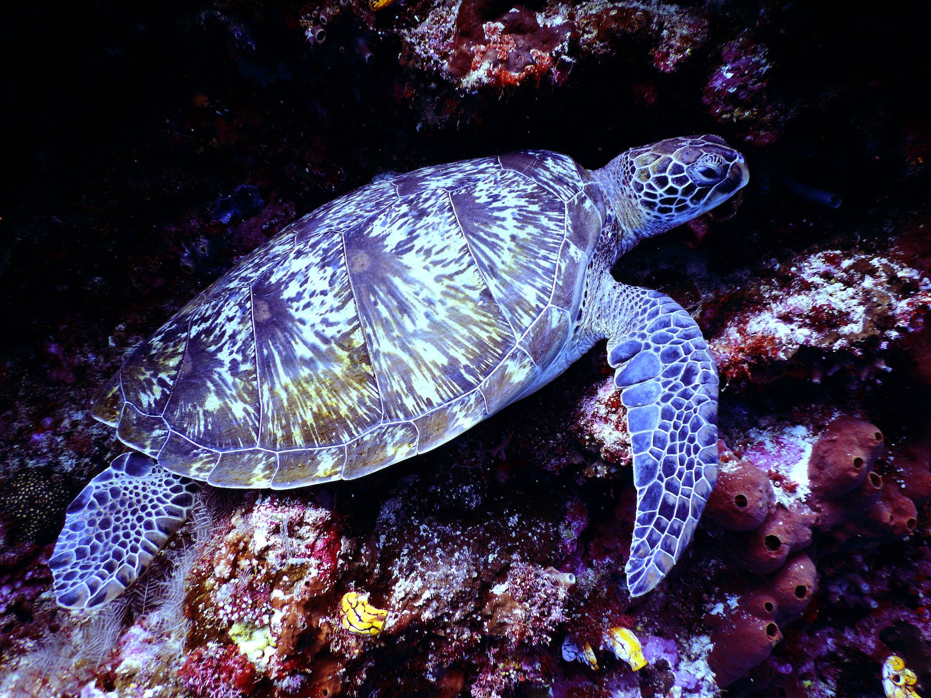 Majestætisk havskildpadde glider gennem farverige koralrev Wallpapers