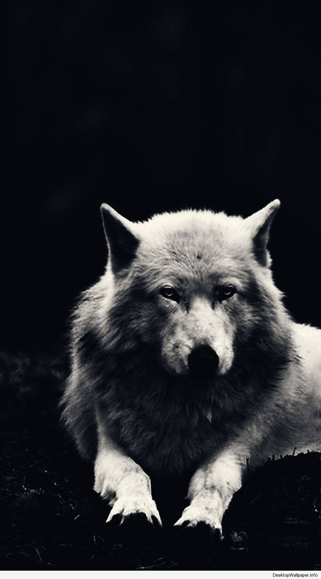 Majestætisk hvid ulv Wallpapers