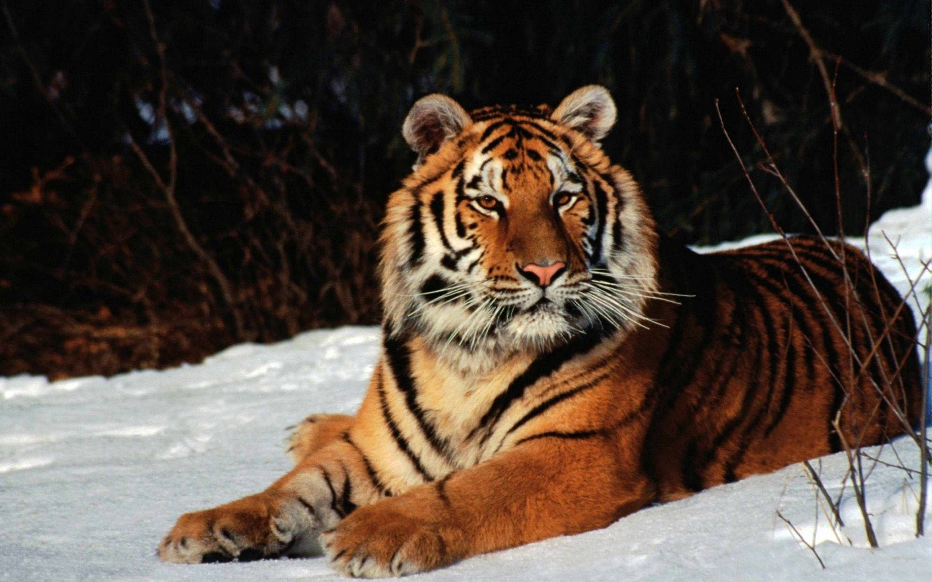 Majestætisk hvid tiger i sneen Wallpapers