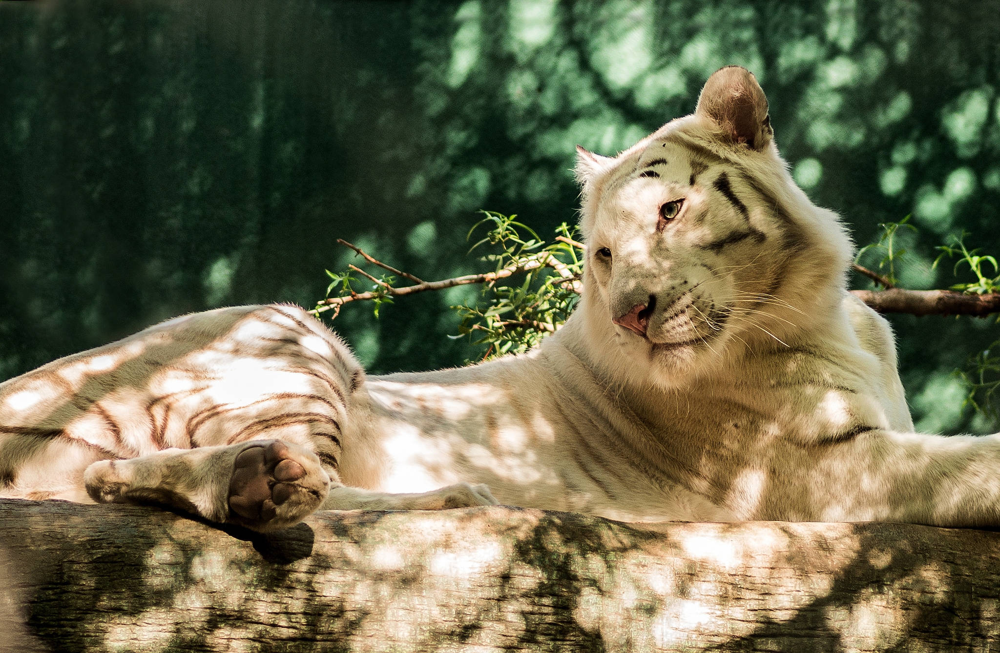 Majestætisk hvid tiger skiller sig ud fra mængden Wallpapers