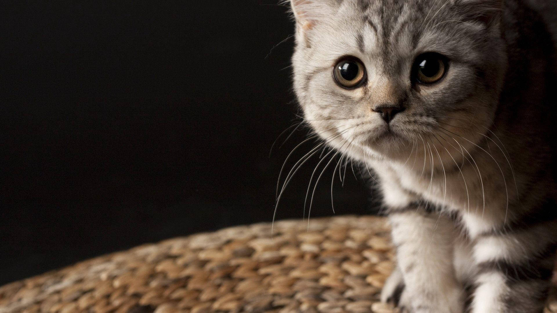 Majestætisk katte skønhed Wallpapers