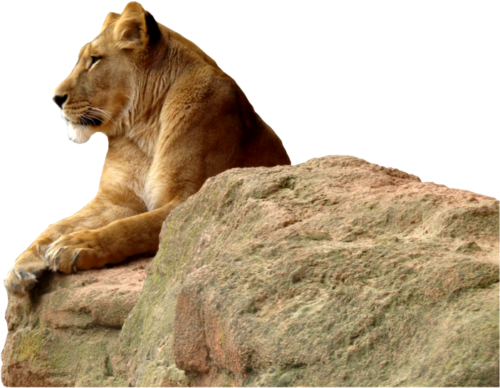 Majestætisk Løvinde På Klippe Wallpapers