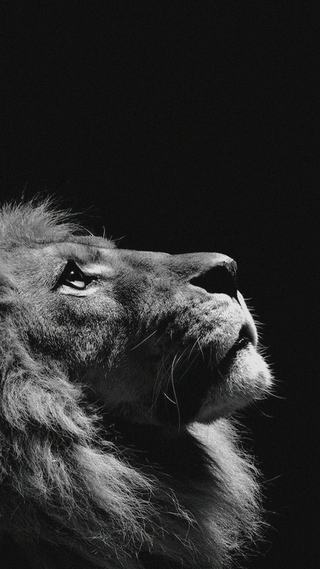 Majestætisk løve poserer for kameraet Wallpapers
