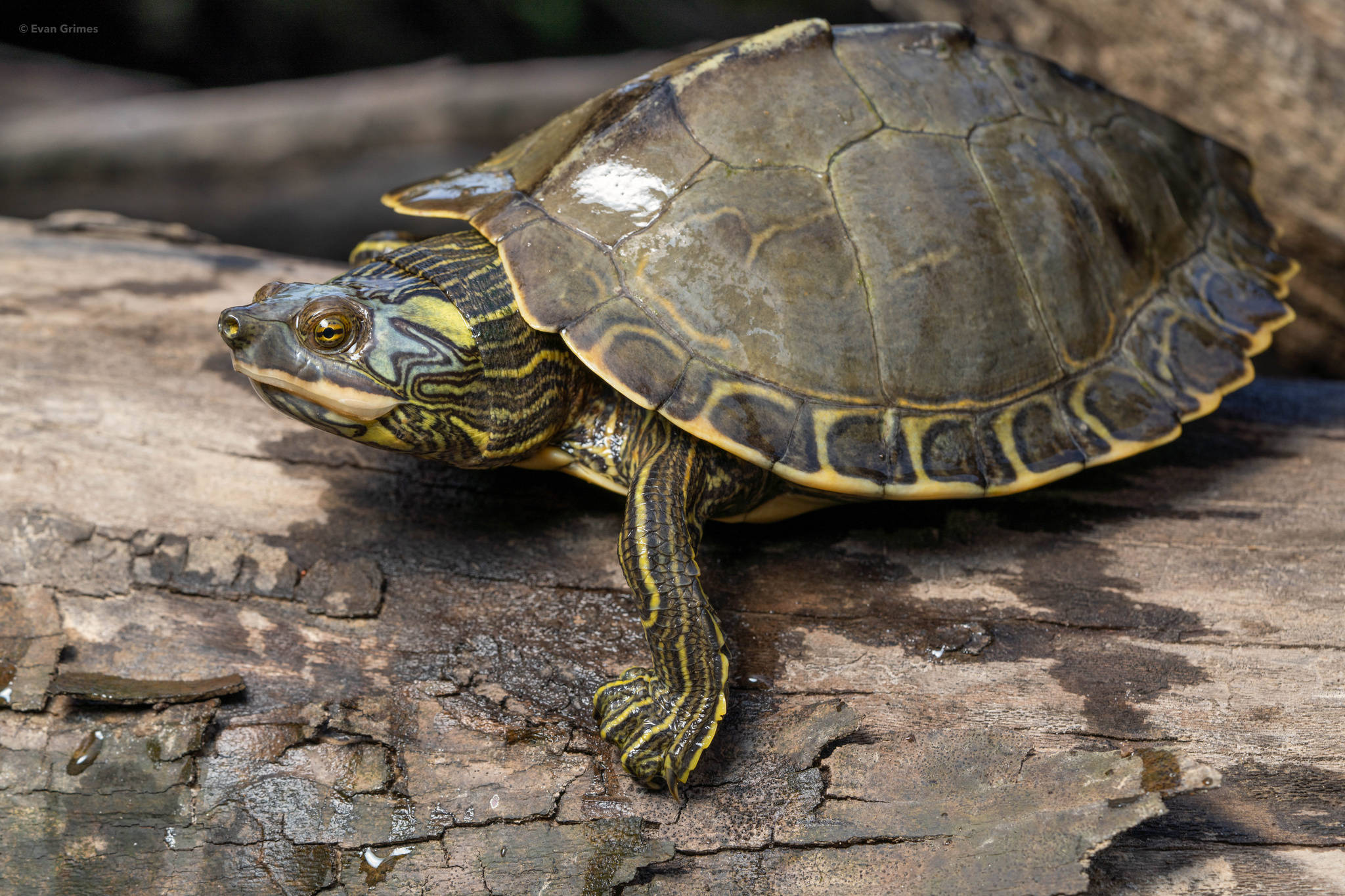 Majestætisk perleflodskortskildpadde soler sig på en sten Wallpapers