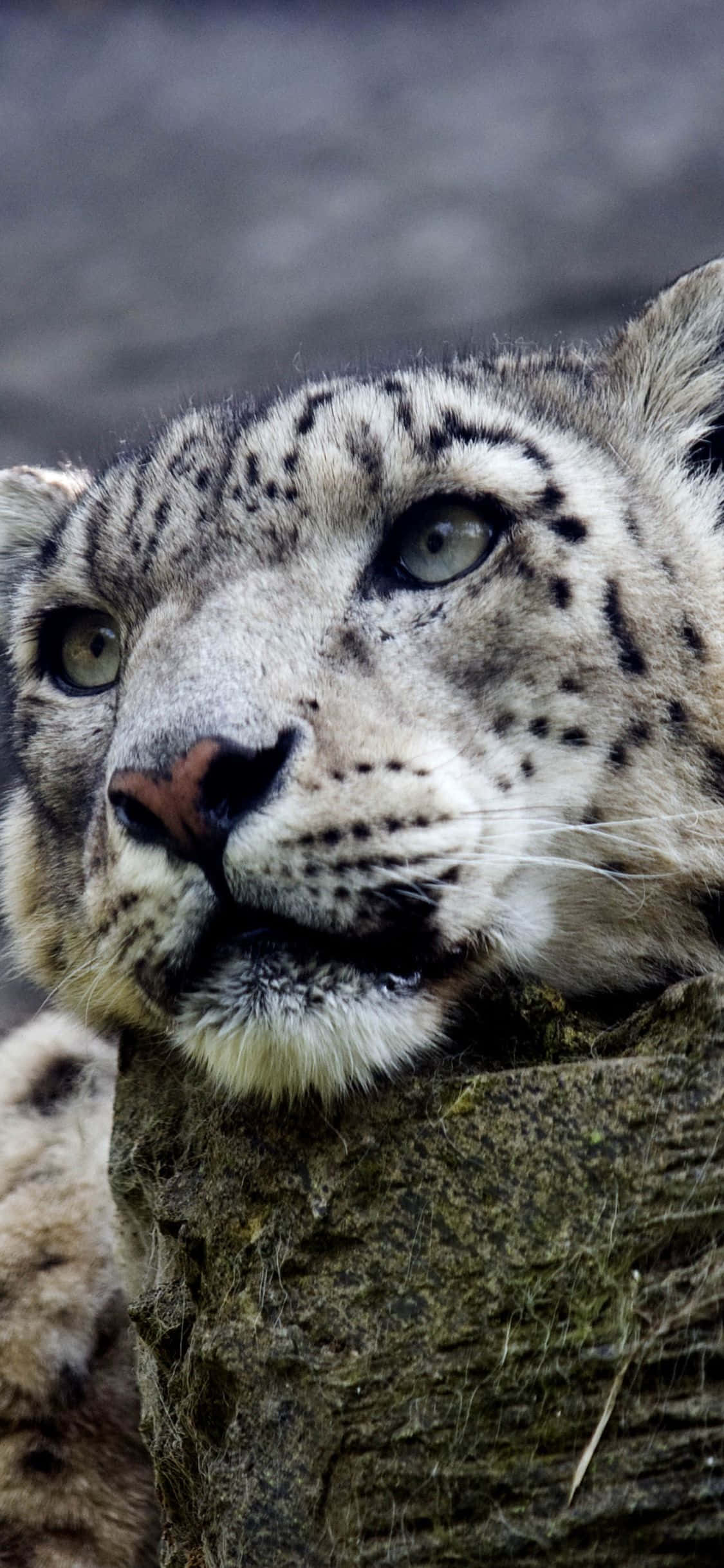 Majestætisk sneleopard mod baggrunden af en kold vinterdag. Wallpapers
