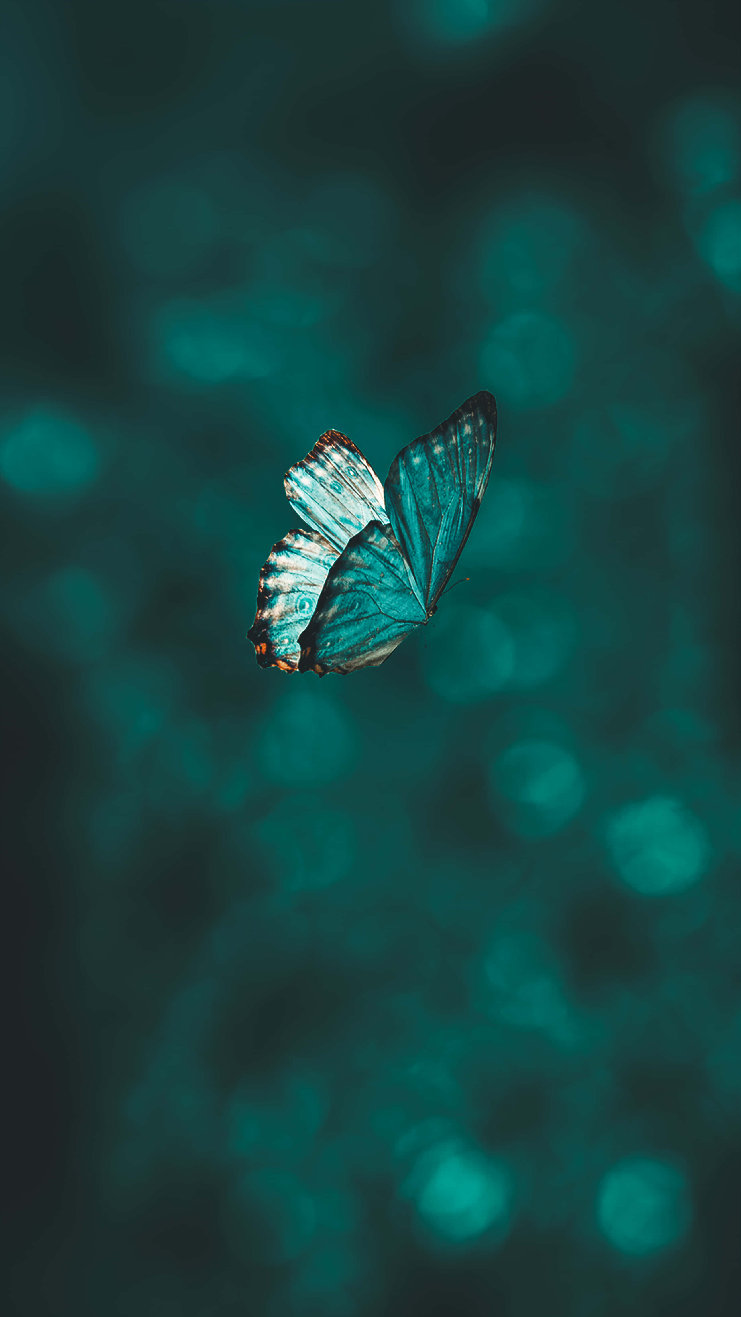 Majestætiske sommerfugle i en drømmeagtig æstetik Wallpapers