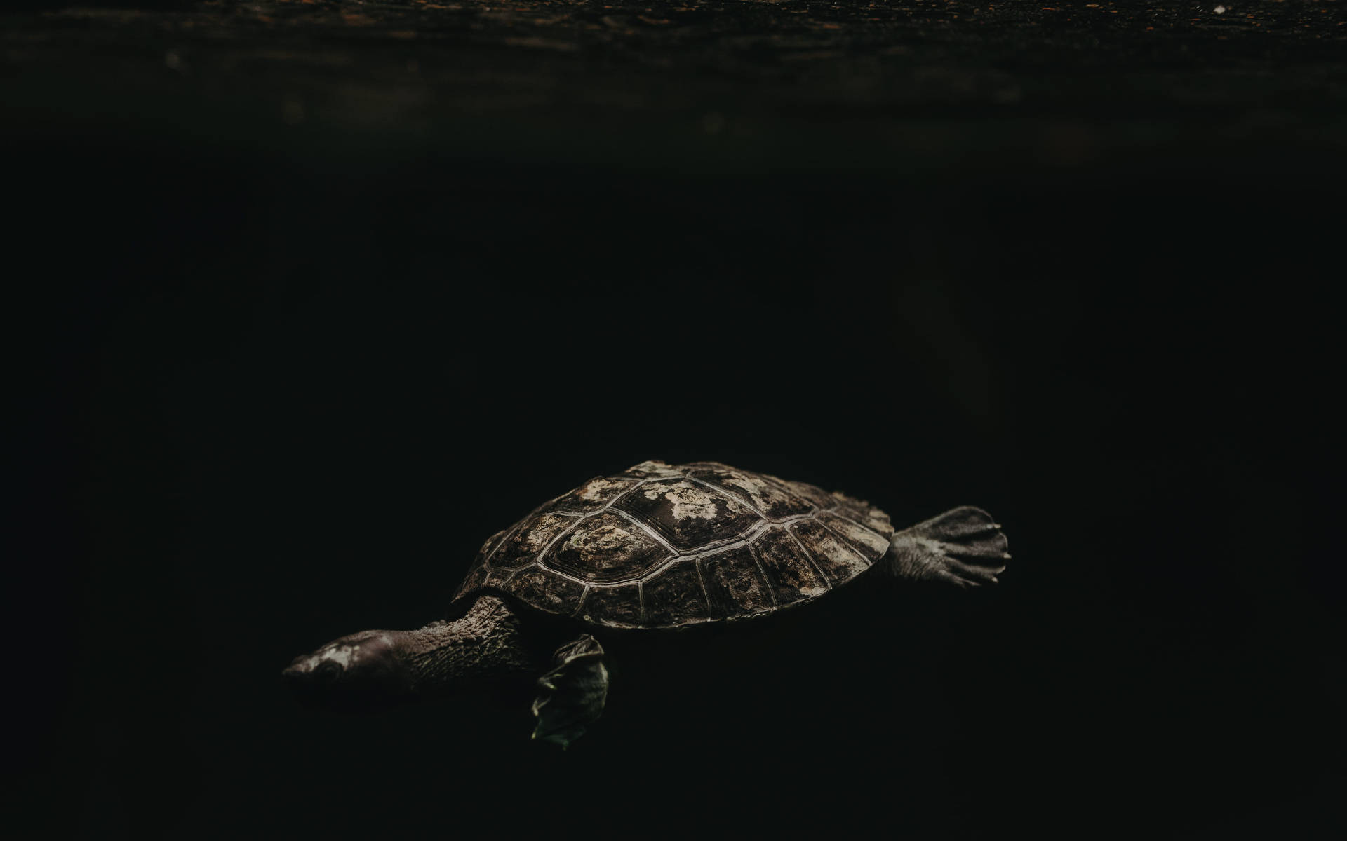 Majestætisk brun skildpadde glider gennem mørket Wallpapers