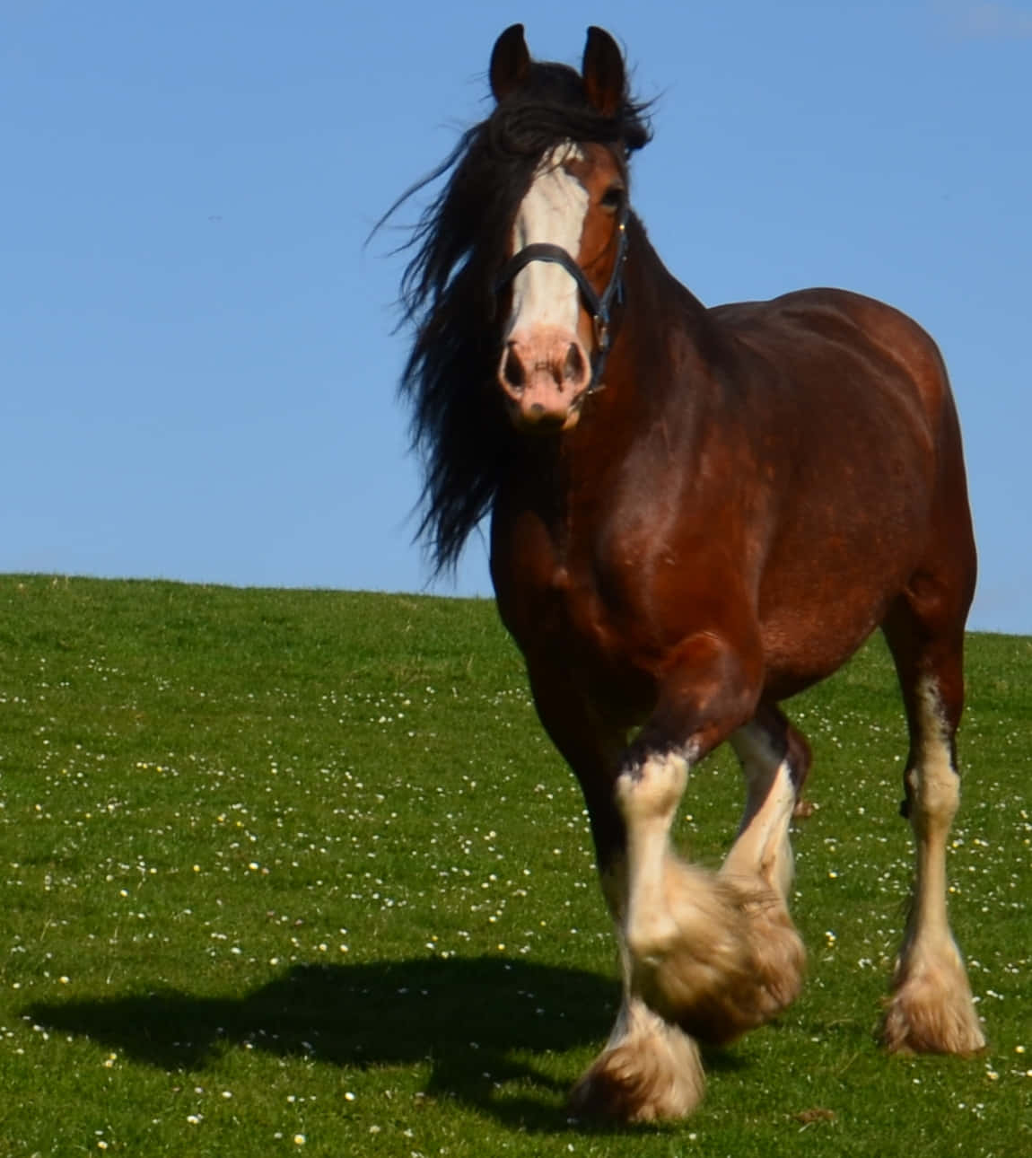 Majestætisk Clydesdale-hest stående på en mark Wallpapers