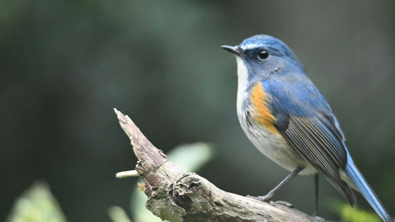 Majestætisk efterårsudsigt over sø Wallpapers