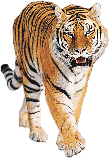 Majestætisk gående tiger Wallpapers