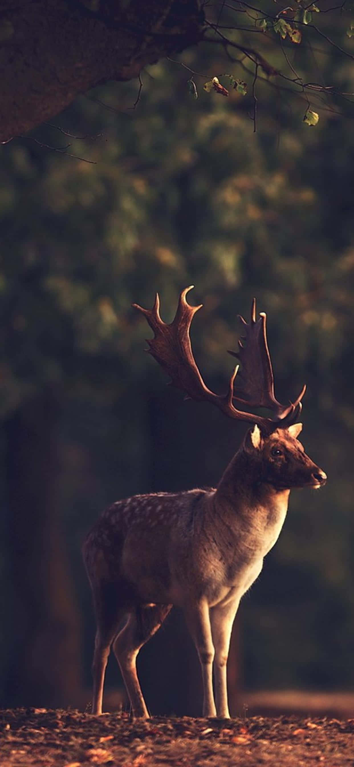 Majestætisk hjort nyder morgenen i skoven Wallpapers