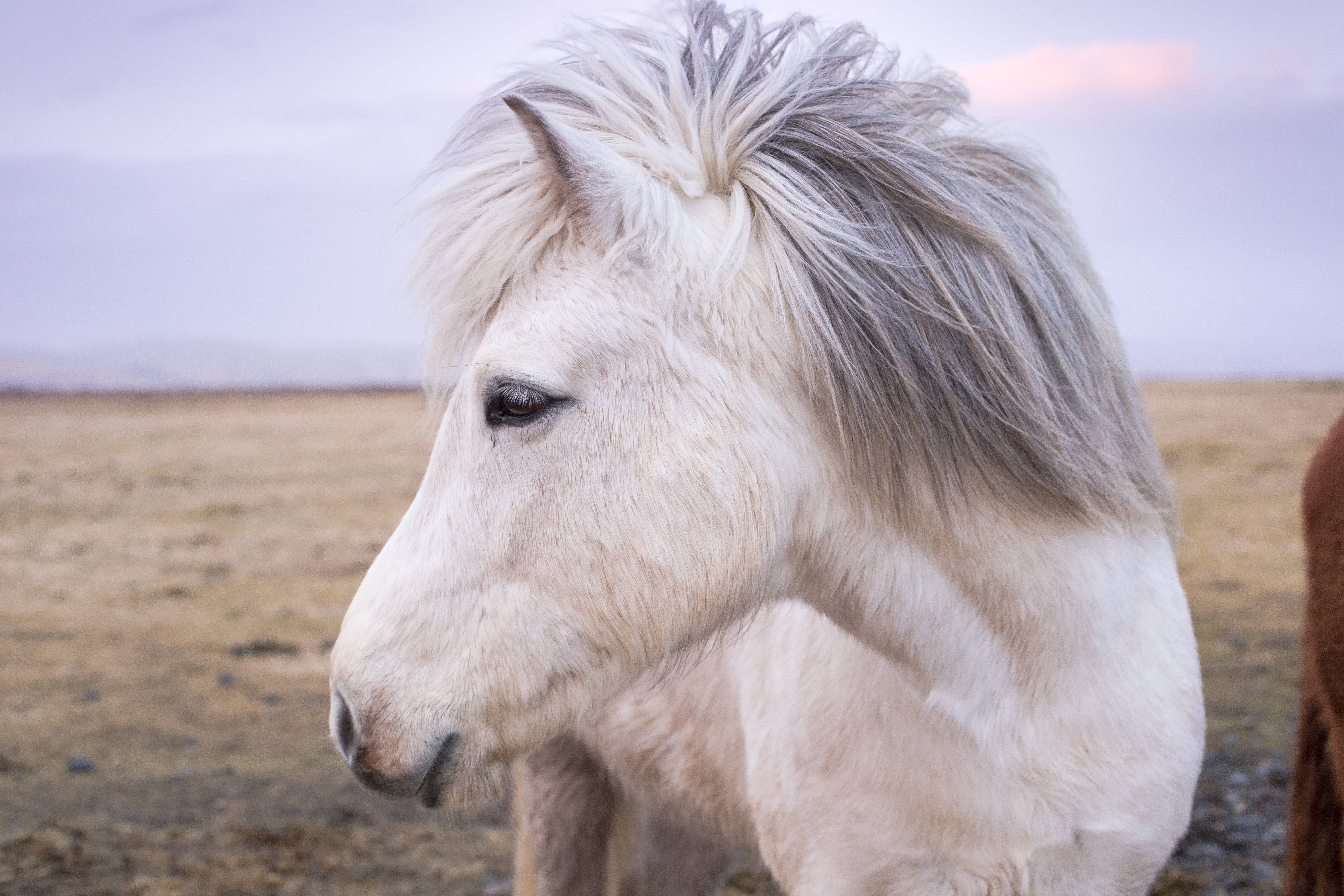 Majestætisk hvid hest ved solopgang Wallpapers