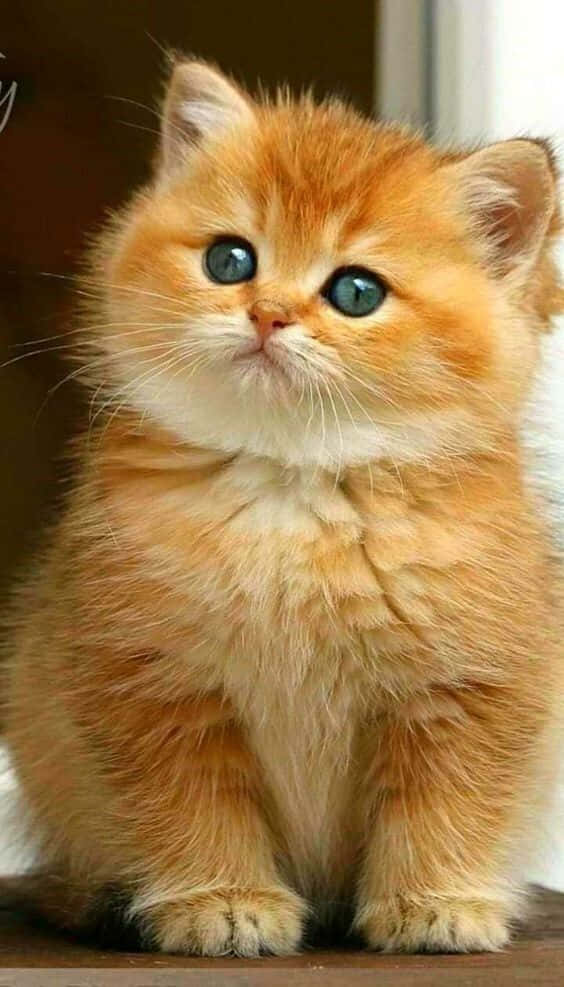 Majestætisk katte skønhed i høj opløsning Wallpapers