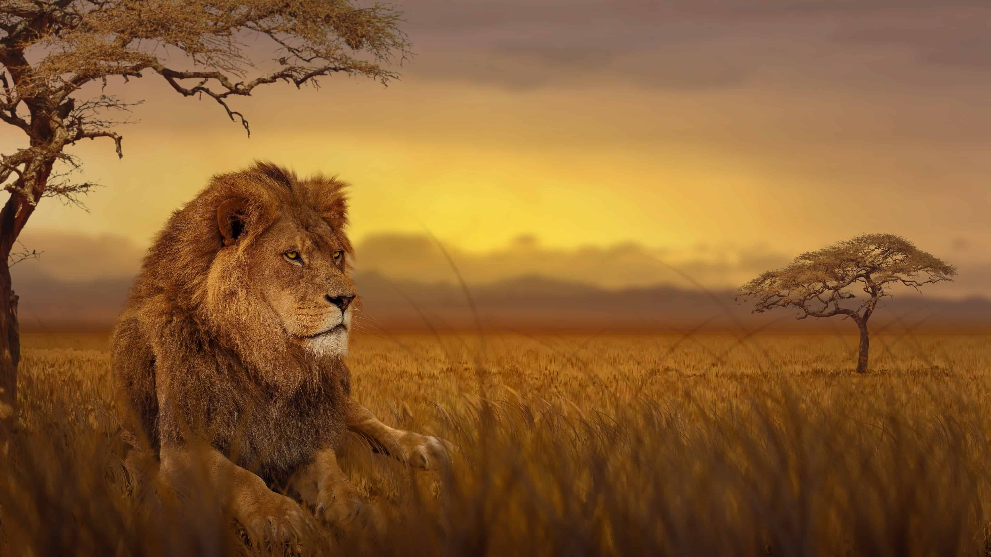 Majestætisk løve Afrika 4K Wallpapers