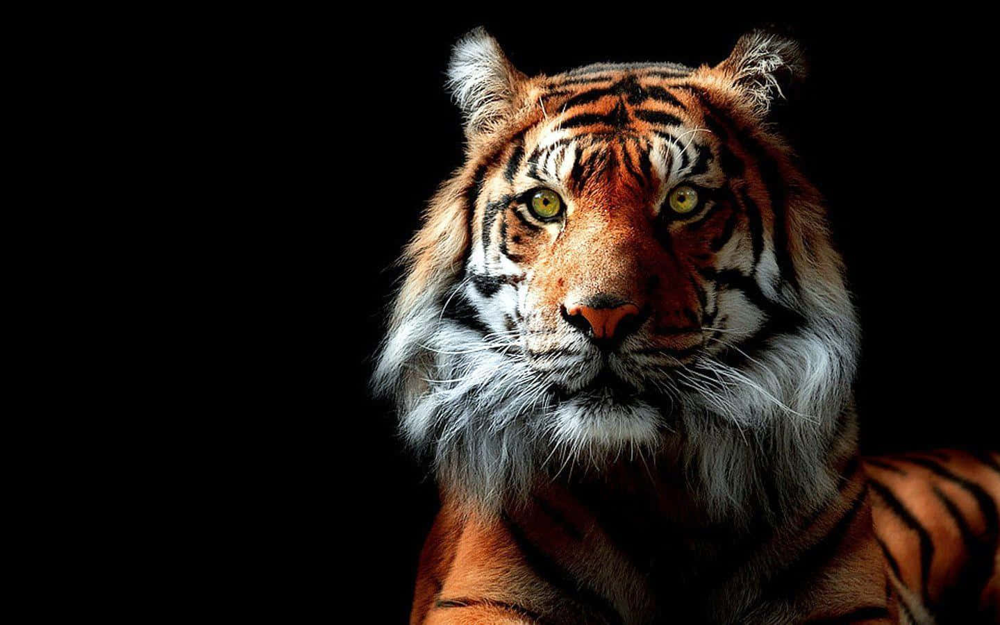 Majestætisk tiger, der strejfer i vildmarken Wallpapers