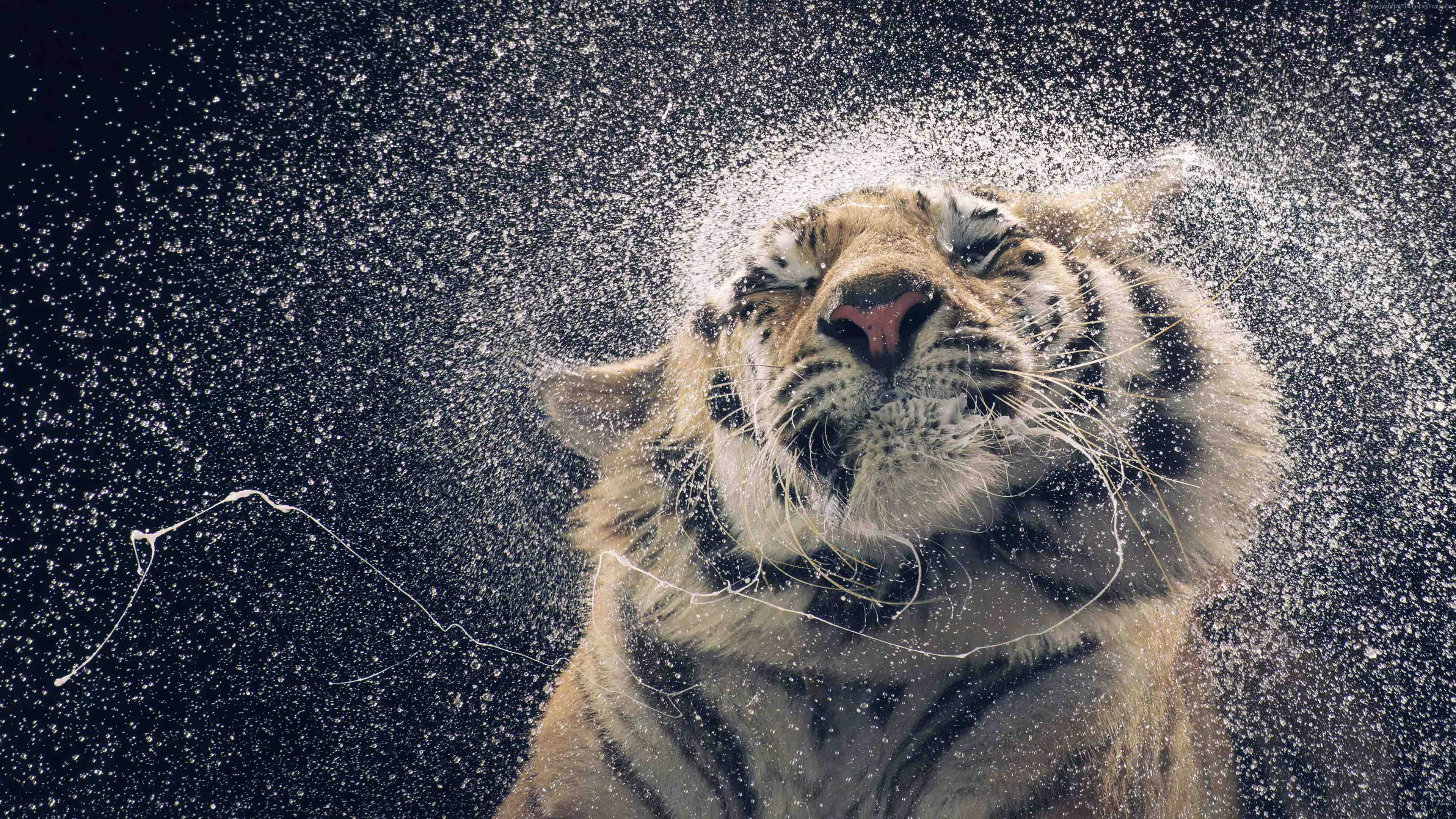 Majestætisk Tiger Ryster på Hovedet Wallpapers