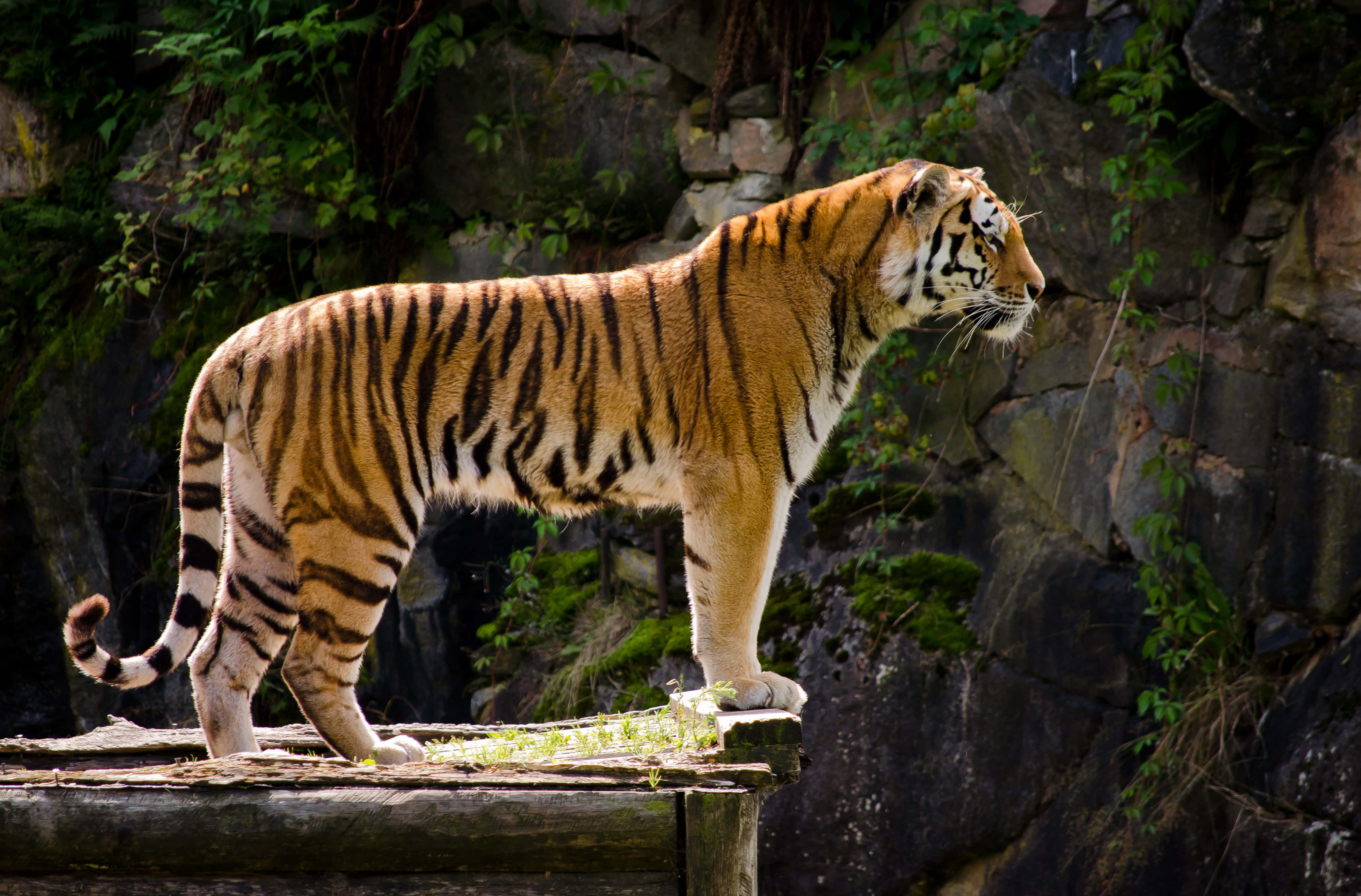Majestætisk tiger vandrer i junglen Wallpapers