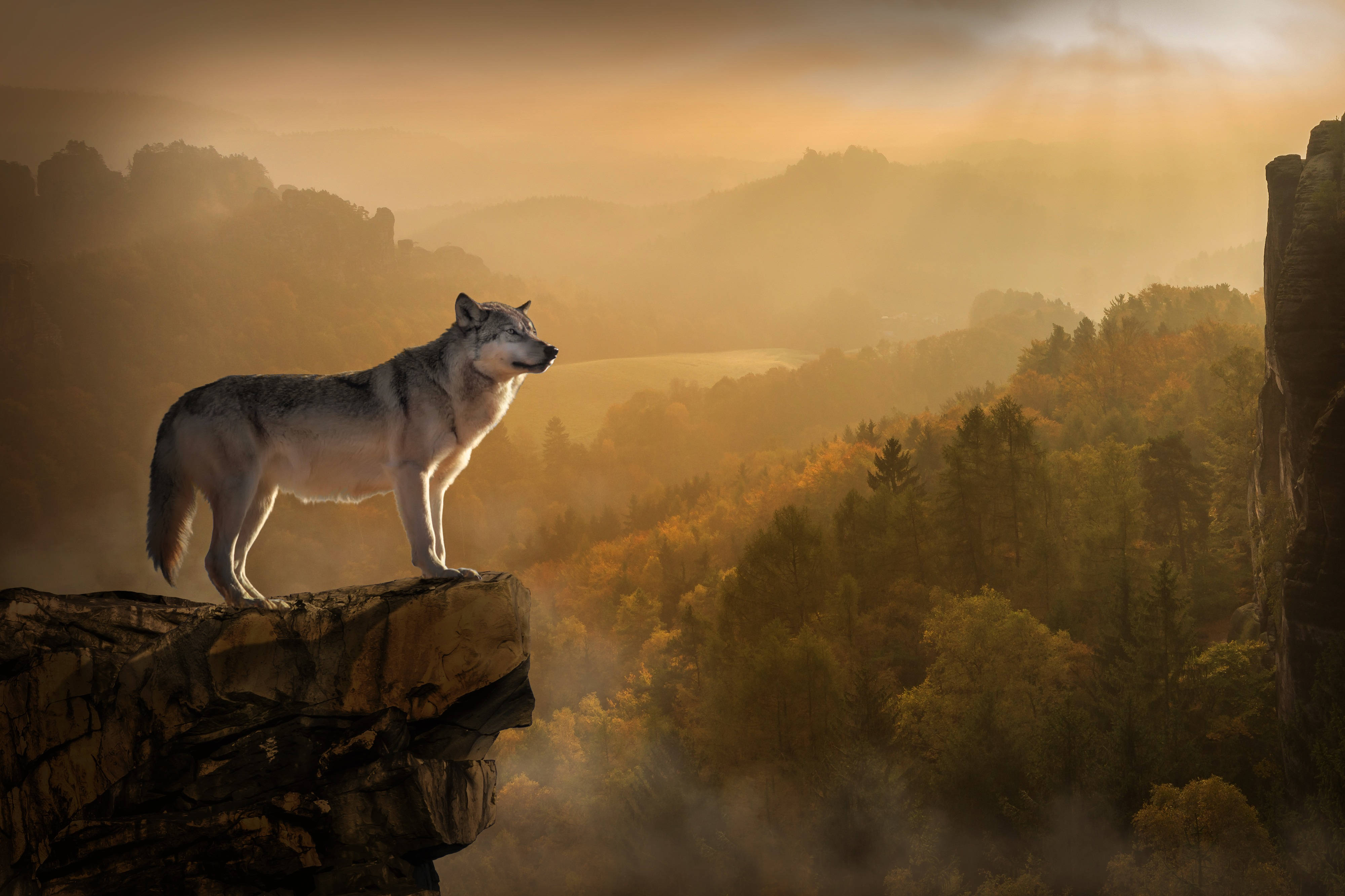 Majestætisk ulv, der skuer ud fra klippefremspring Wallpapers