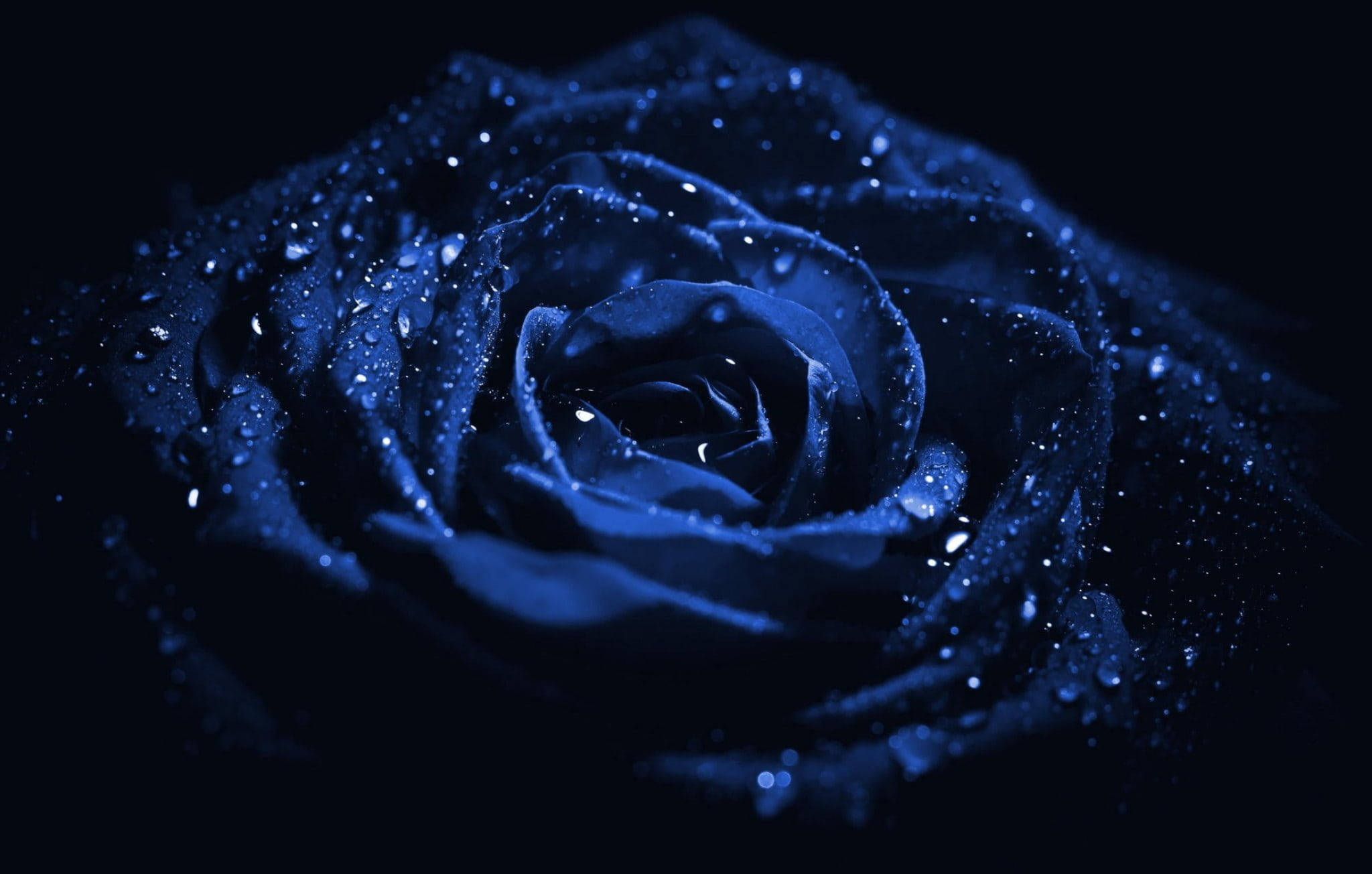 Makro Rose Æstetisk Mørkeblå HD Wallpapers