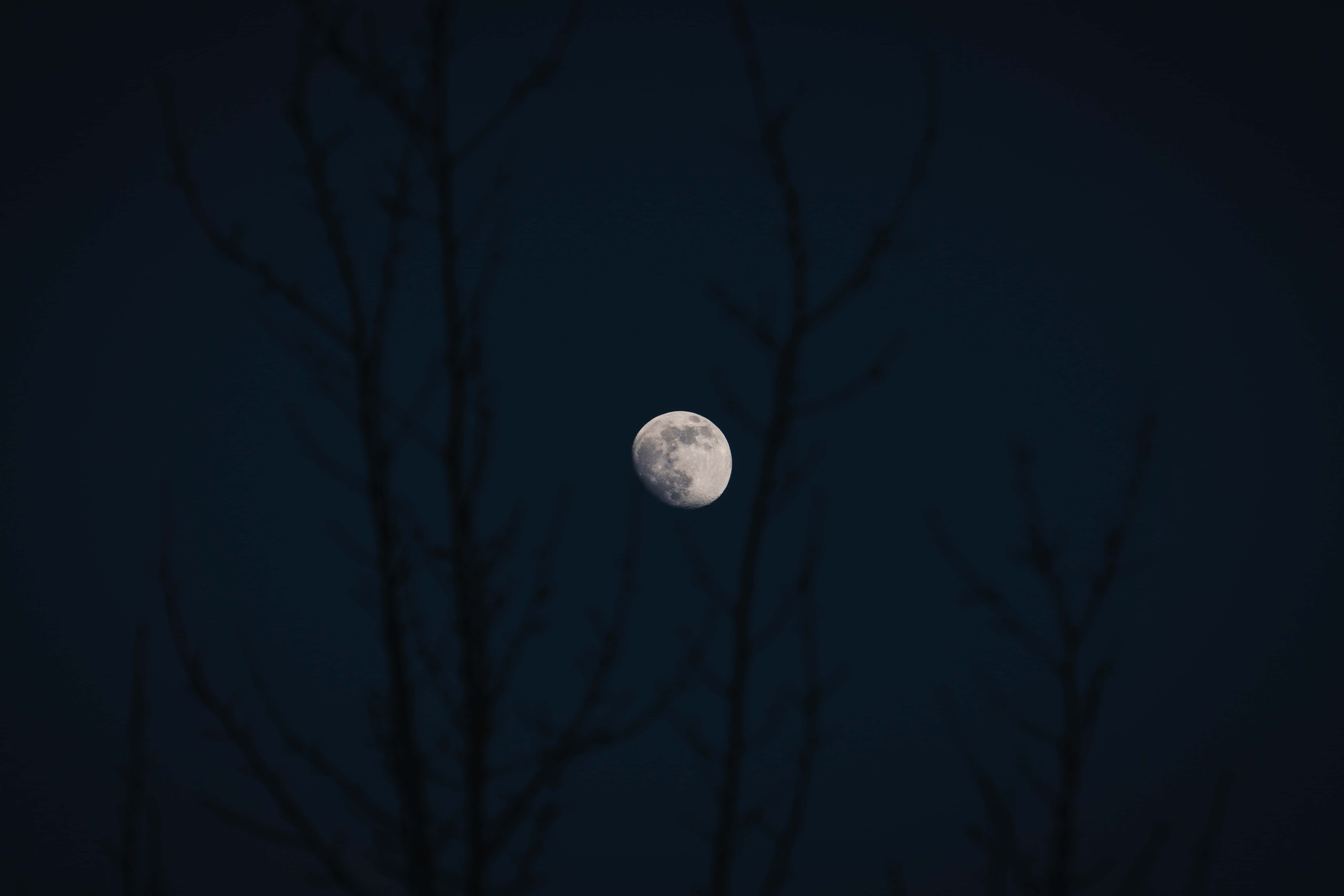 Måne med mørke golde træer billede Wallpapers