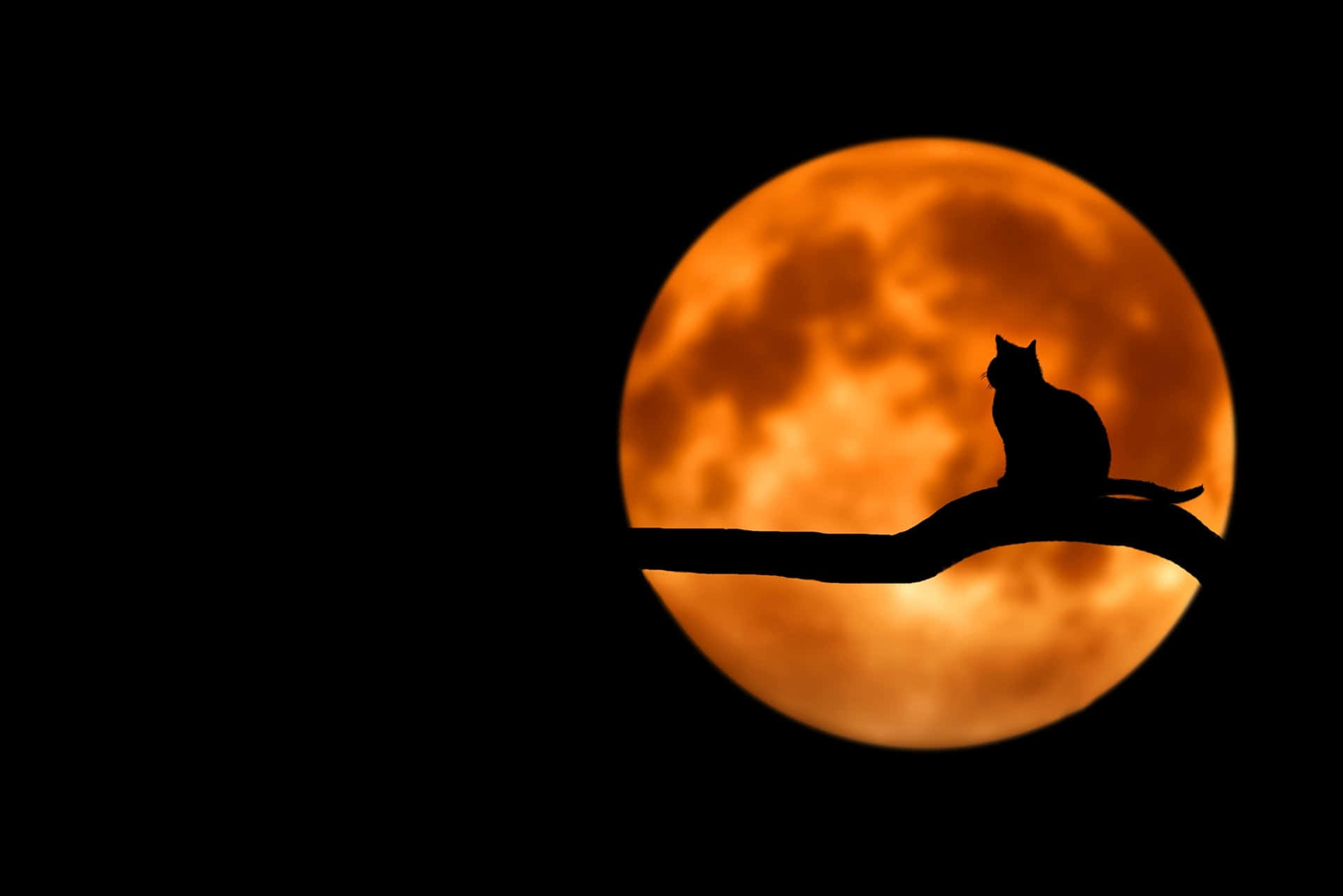 Måne og kat billede Wallpapers