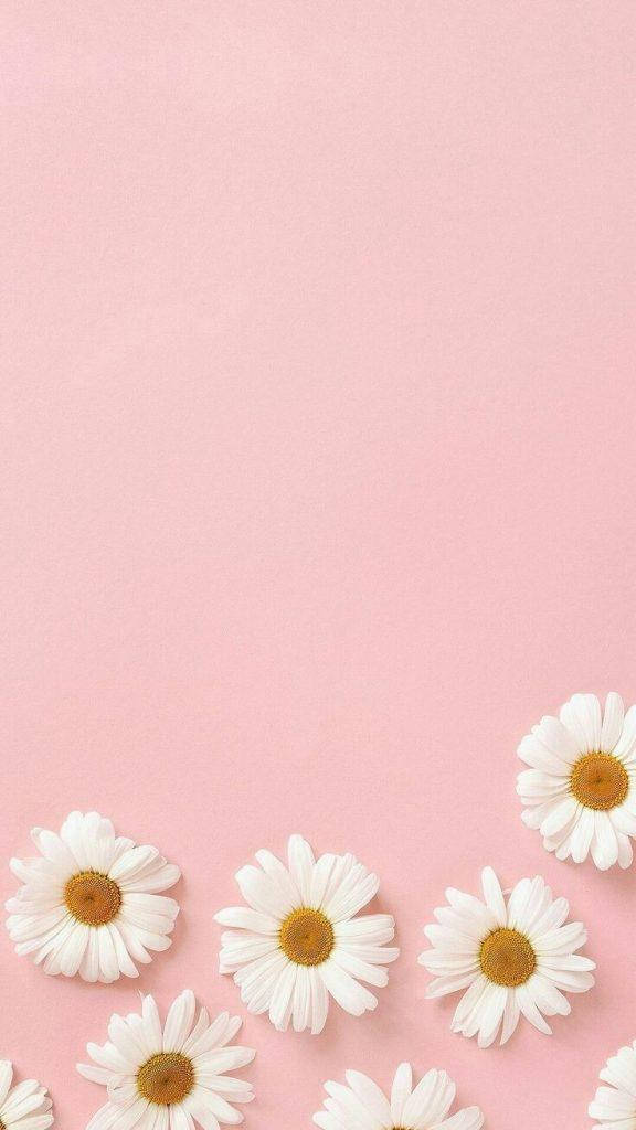 Margueritter i lyserød smuk æstetik Wallpapers