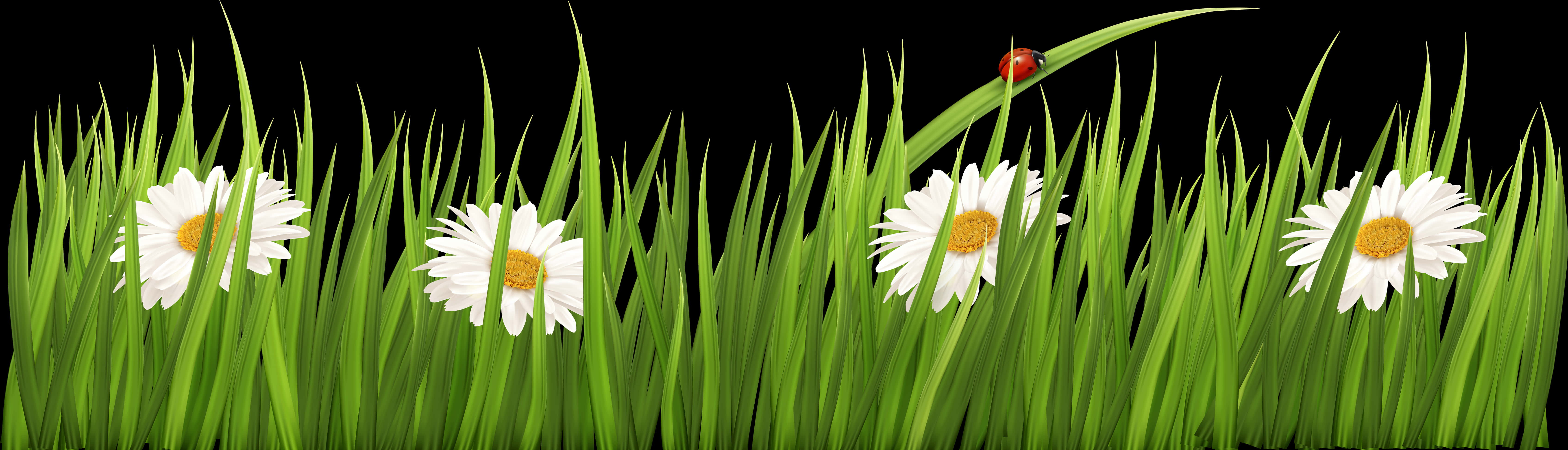 Margueritter og mariehøne i græs Wallpapers