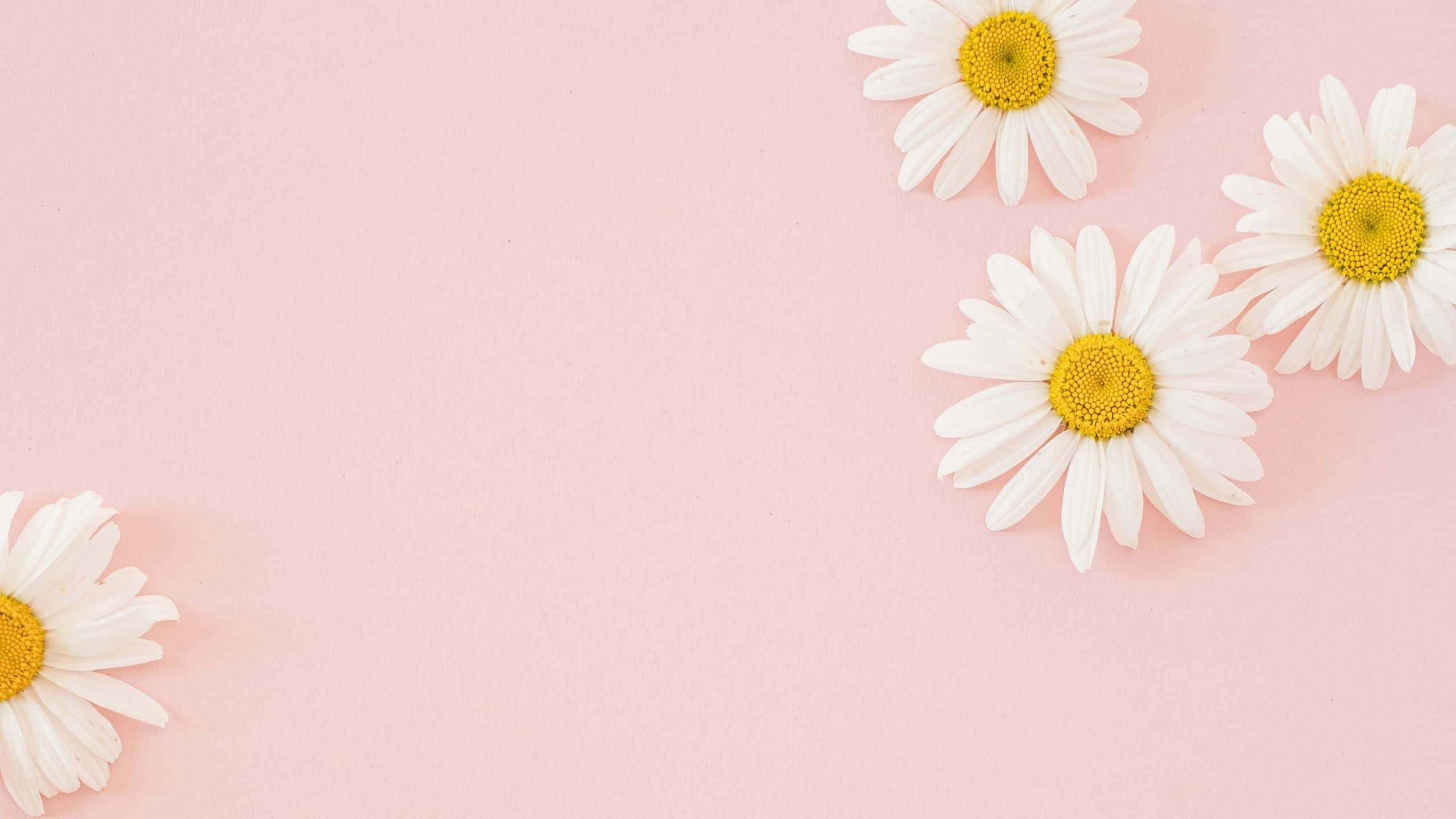Margueritter Æstetisk Computer Lyserød Wallpapers