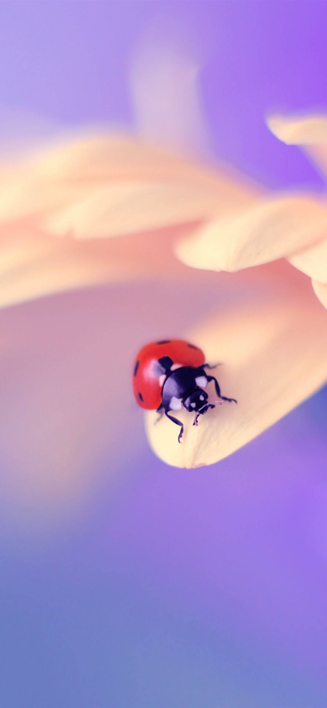 Mariehøne på en blomst Wallpapers