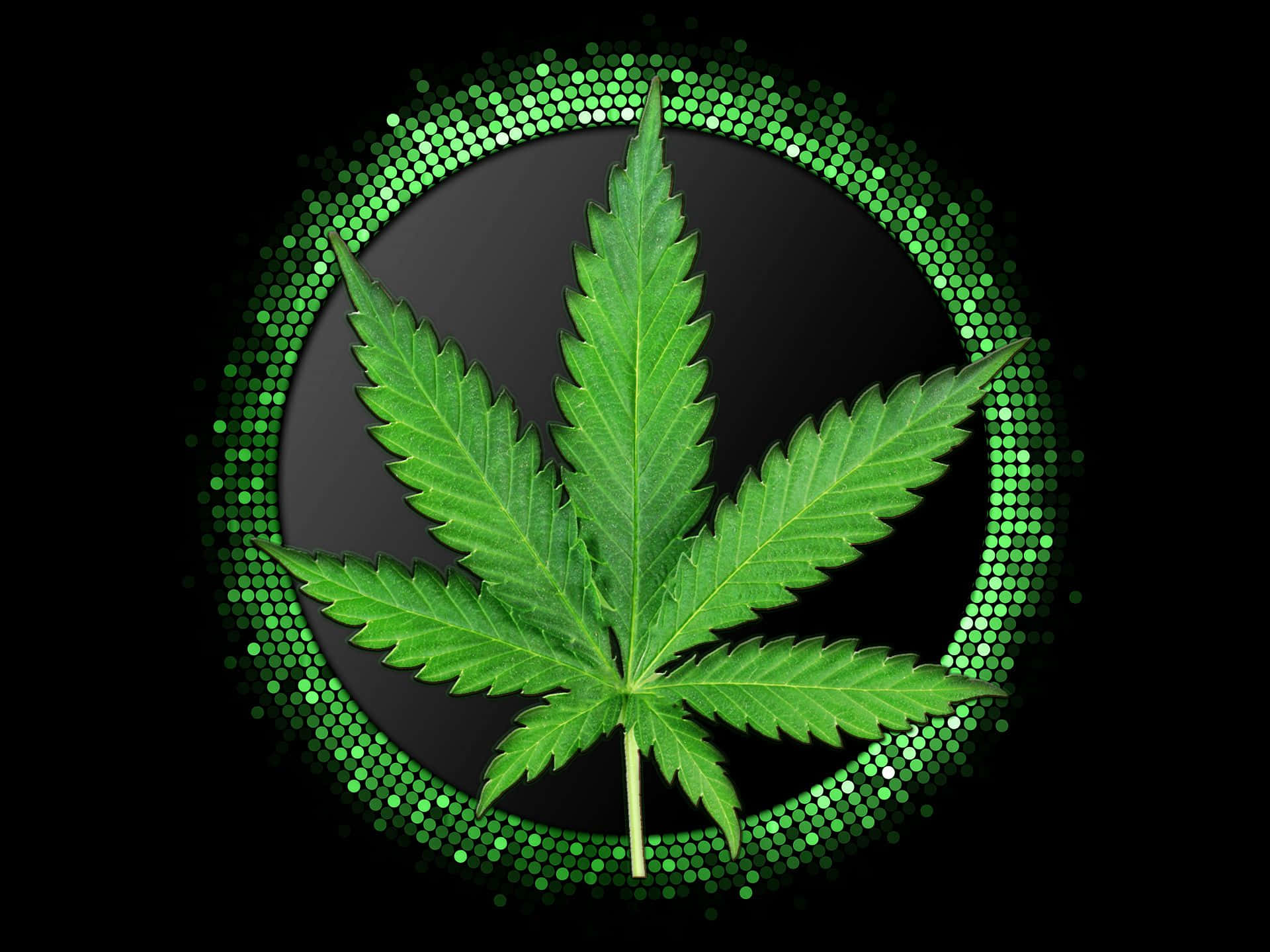 Marihuana-blad omgivet af grønne cirkler Wallpapers