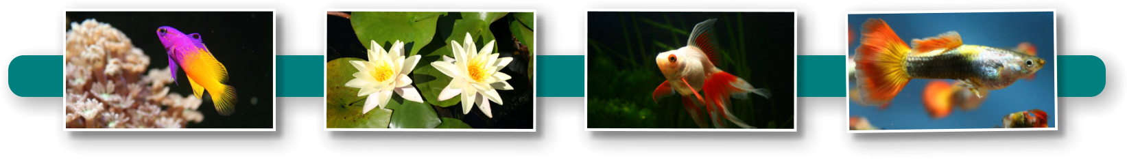 Marint Liv Collage Wallpapers