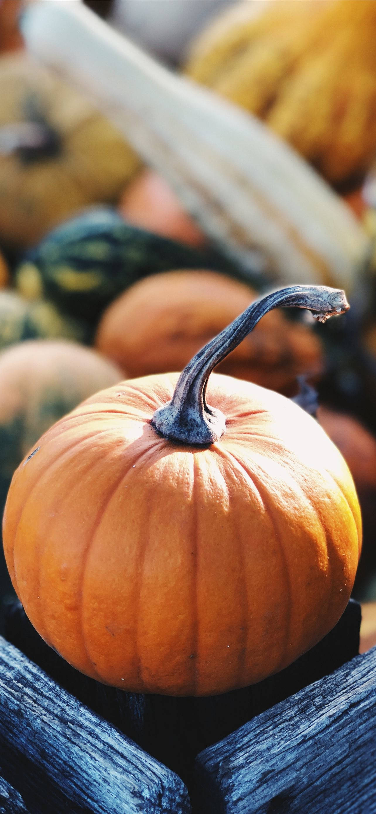 Marked Græskar Thanksgiving iPhone Wallpapers