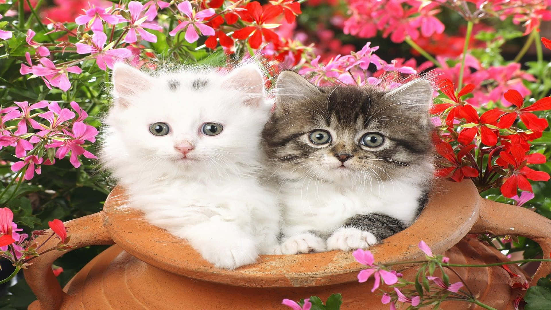 Matchende Katteprofilbillede Lerkrukke Wallpapers
