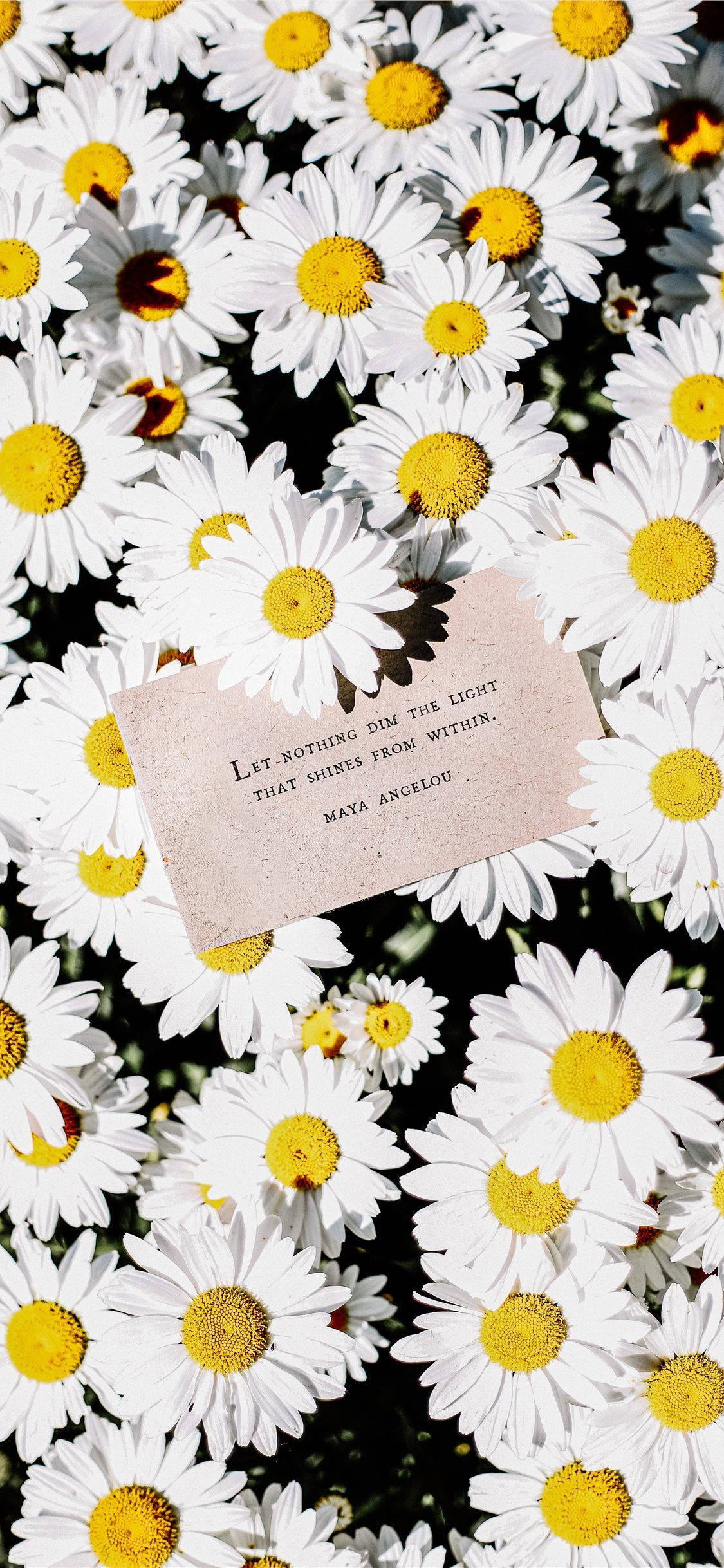 Maya Angelou Citat Og Tusindfryd iPhone Wallpapers