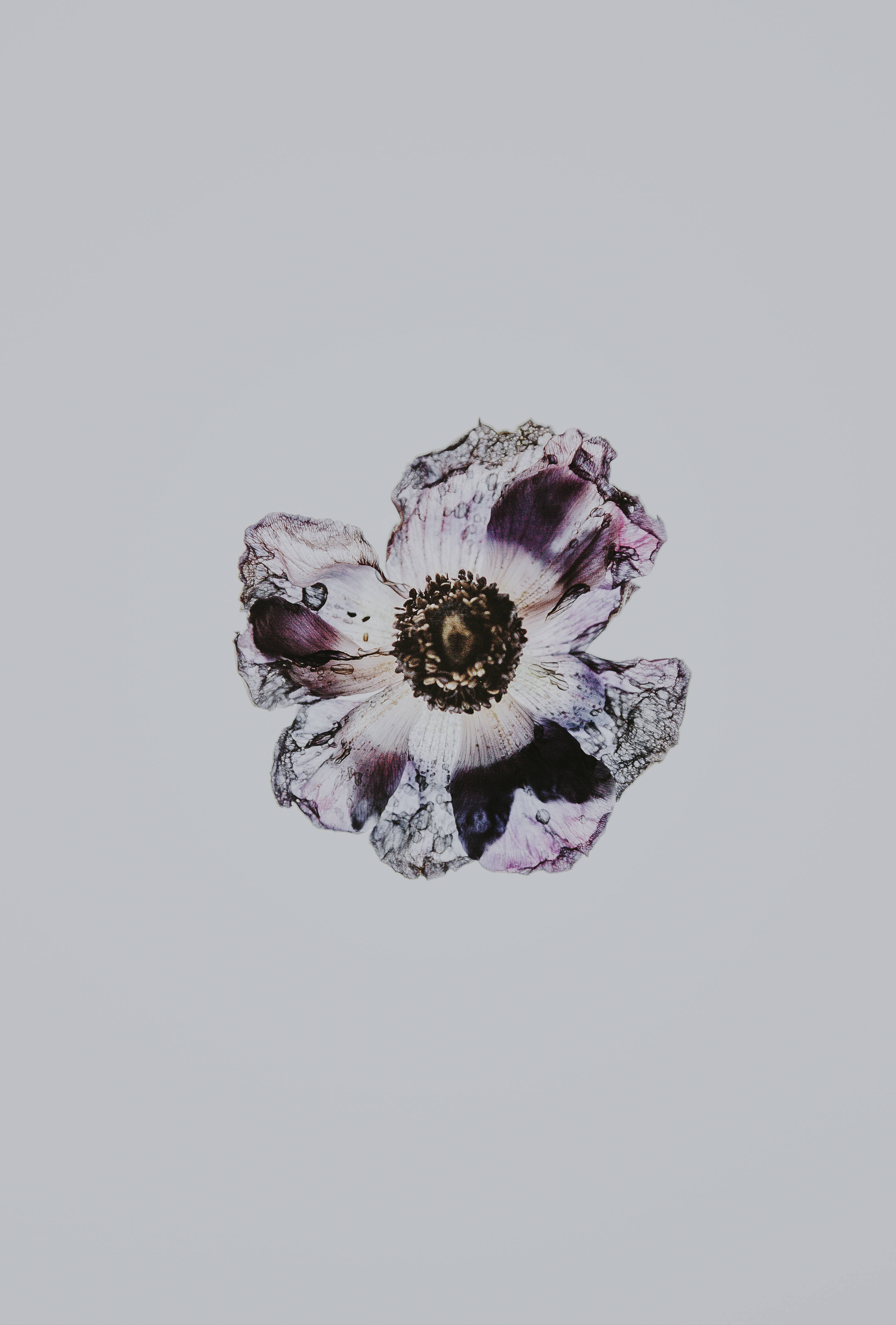 Minimalistisk mørk bordeaux blomstermotiv Wallpapers