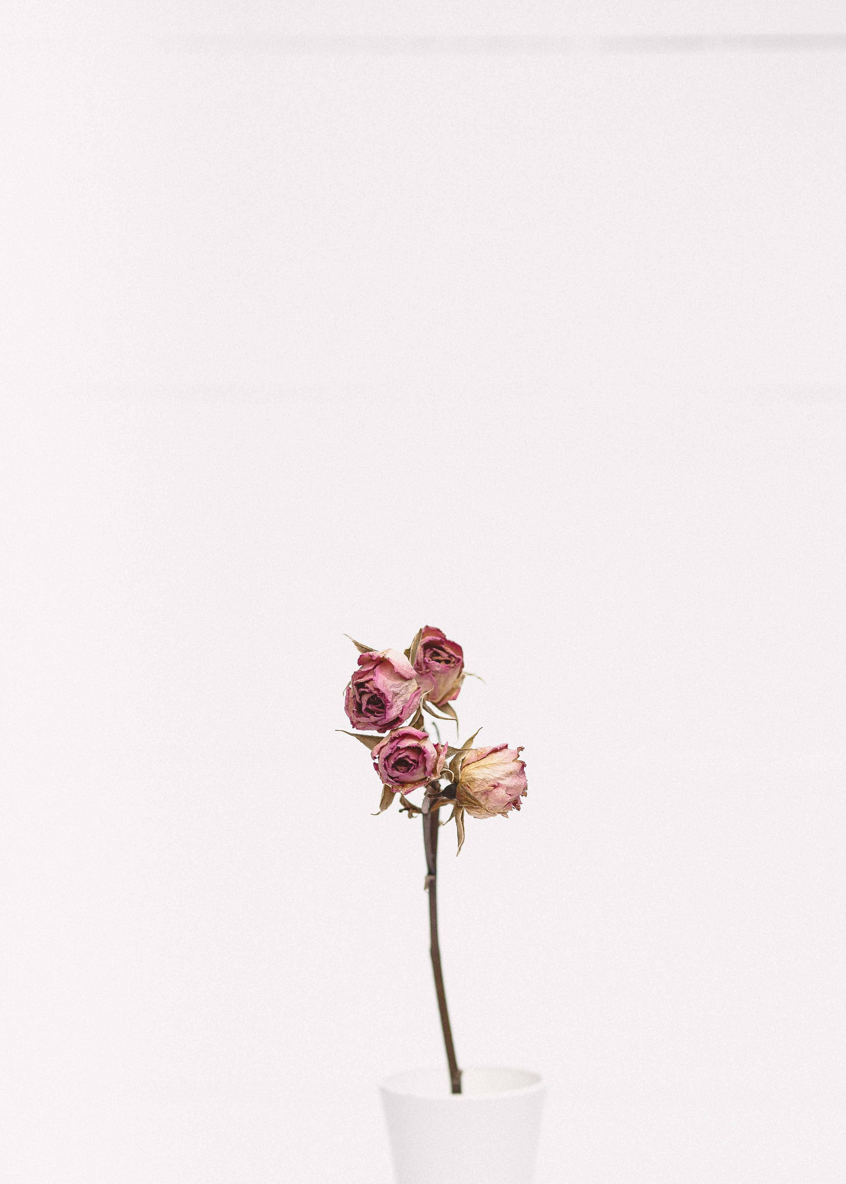 Minimalistisk skønhed af en lyserød rose Wallpapers
